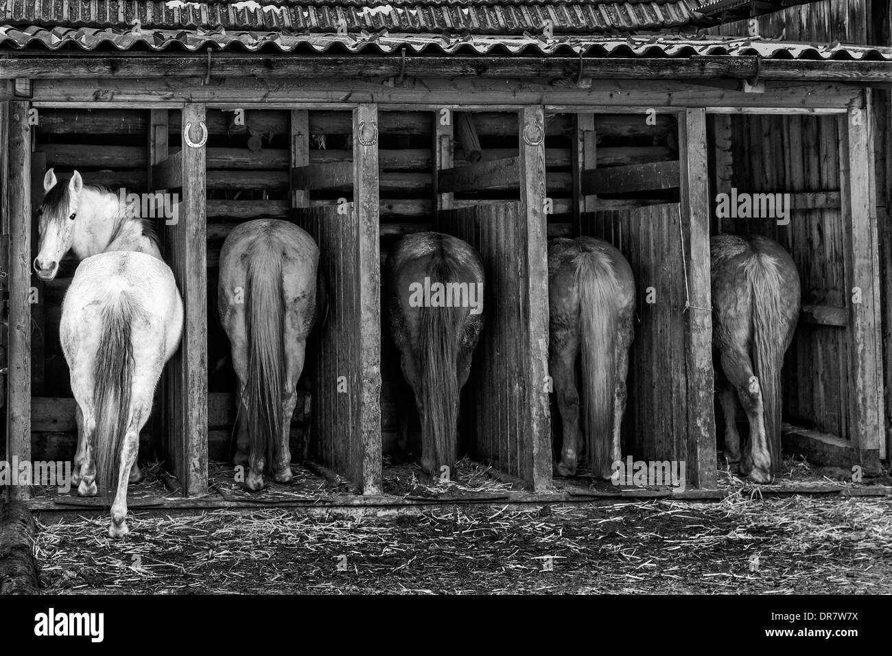 Domestic horses in a shelter, Tyrol, Austria Stock Photo