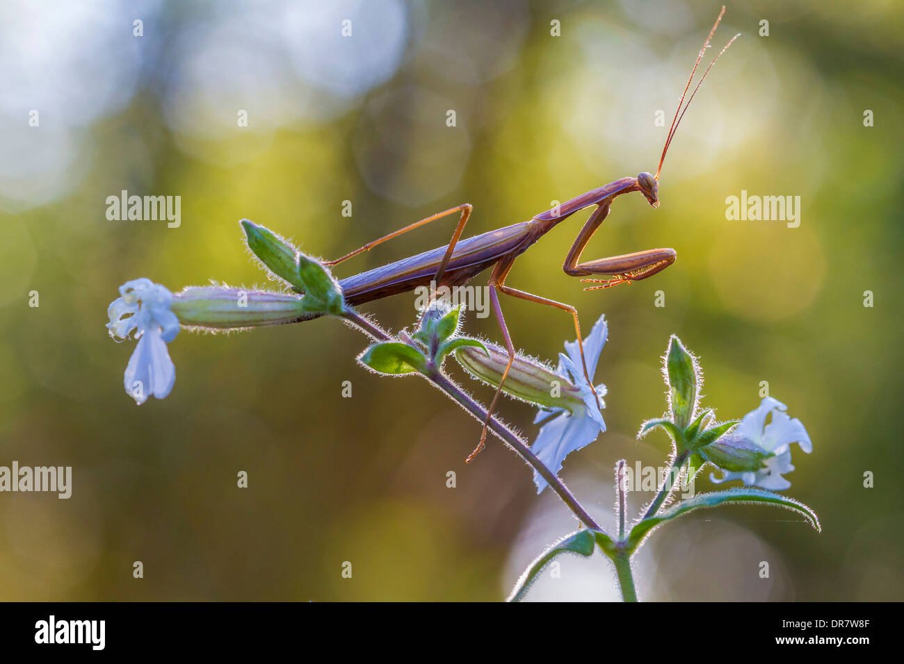 Praying Mantis (Mantis religiosa), Friuli, Italy Stock Photo Alamy