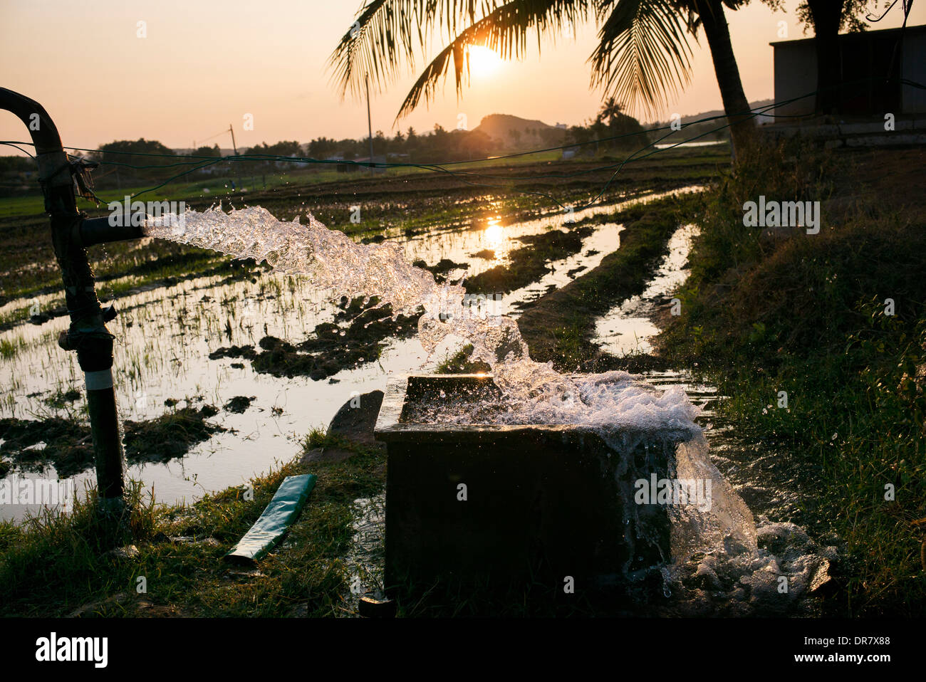 Flooding rice paddy fields with water from a pump at sunset. Andhra Pradesh, India Stock Photo