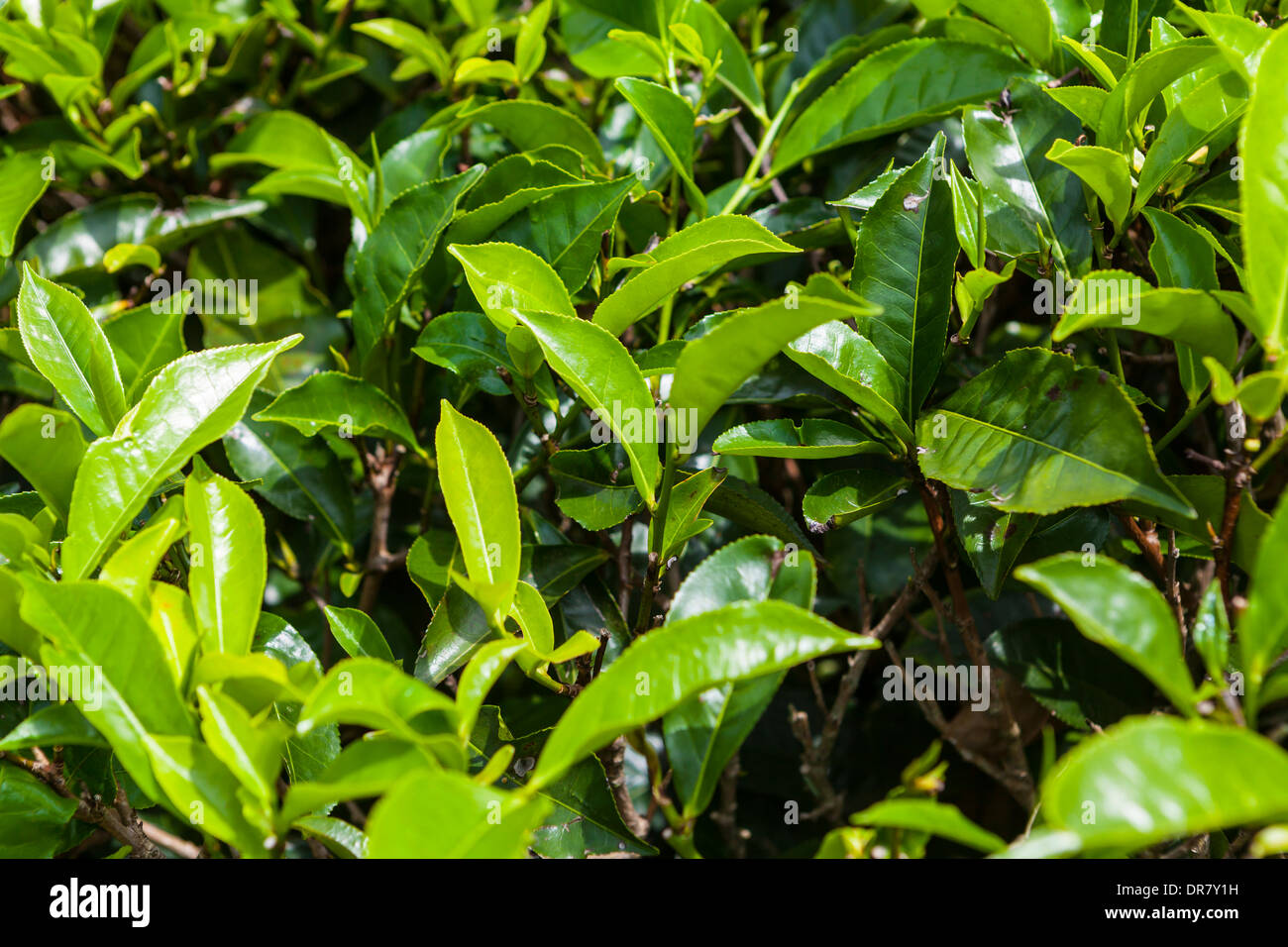 Tea plant, tea plantation, tea-growing area, Udapalatha, Central Province, Sri Lanka Stock Photo