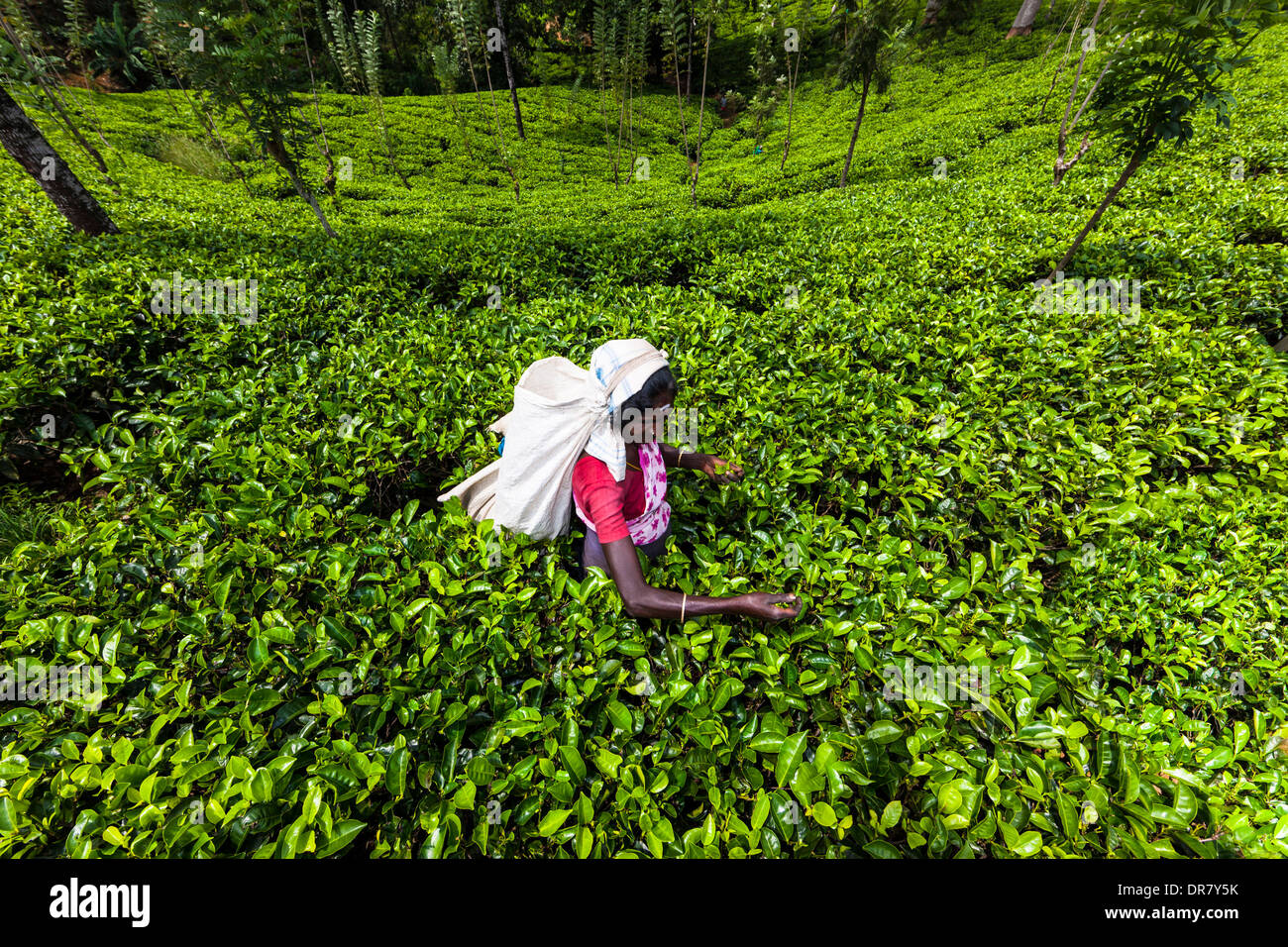 Tea picker, tea plantation, tea-growing area, Udapalatha, Central Province, Sri Lanka Stock Photo