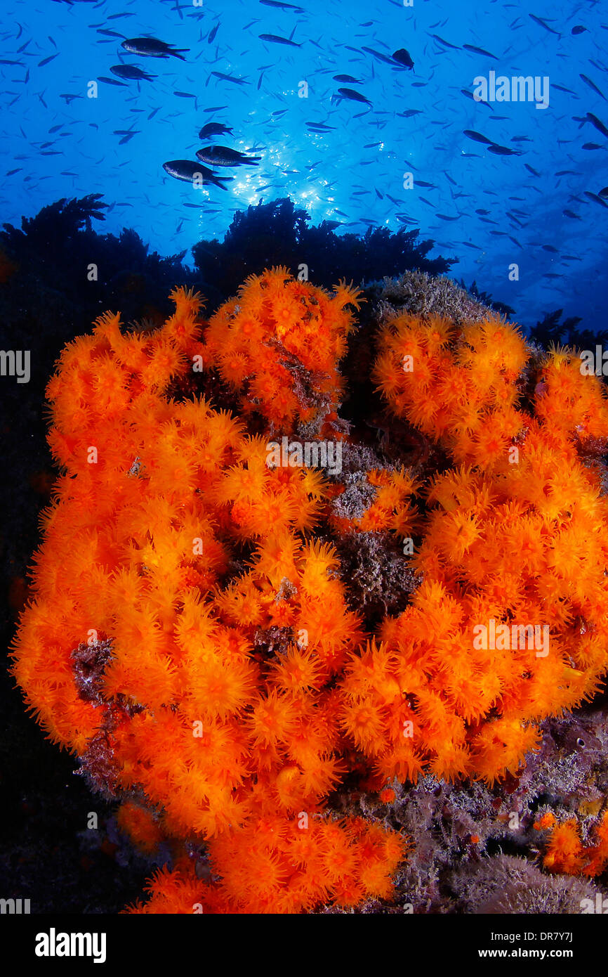 Corals backlighting Stock Photo