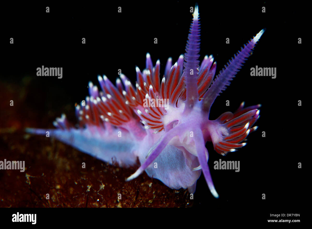 Nudibranchs are tiny mollusk colorful Stock Photo
