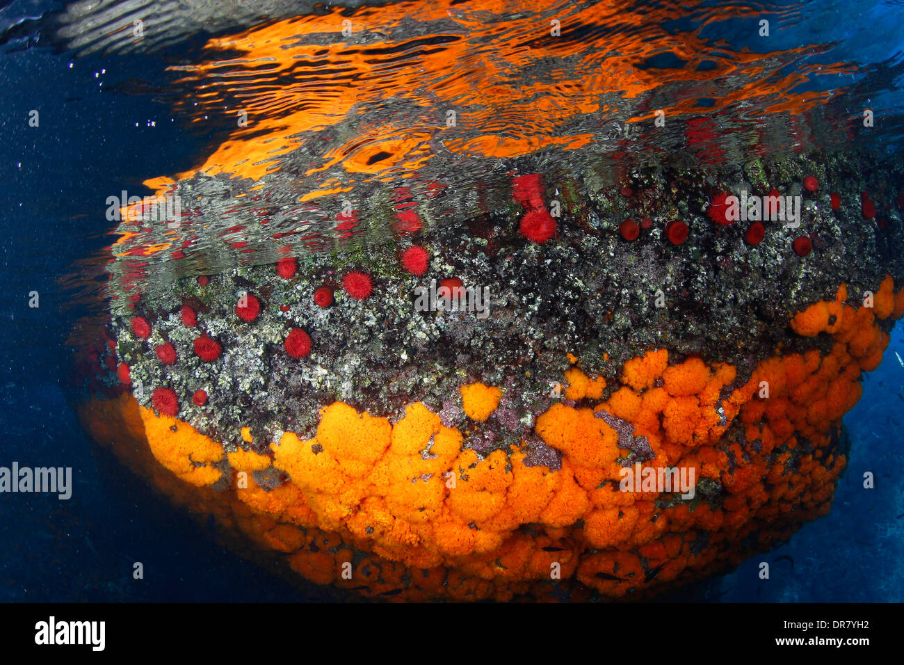 A colorful wall of orange corals and sea tomatoes Stock Photo