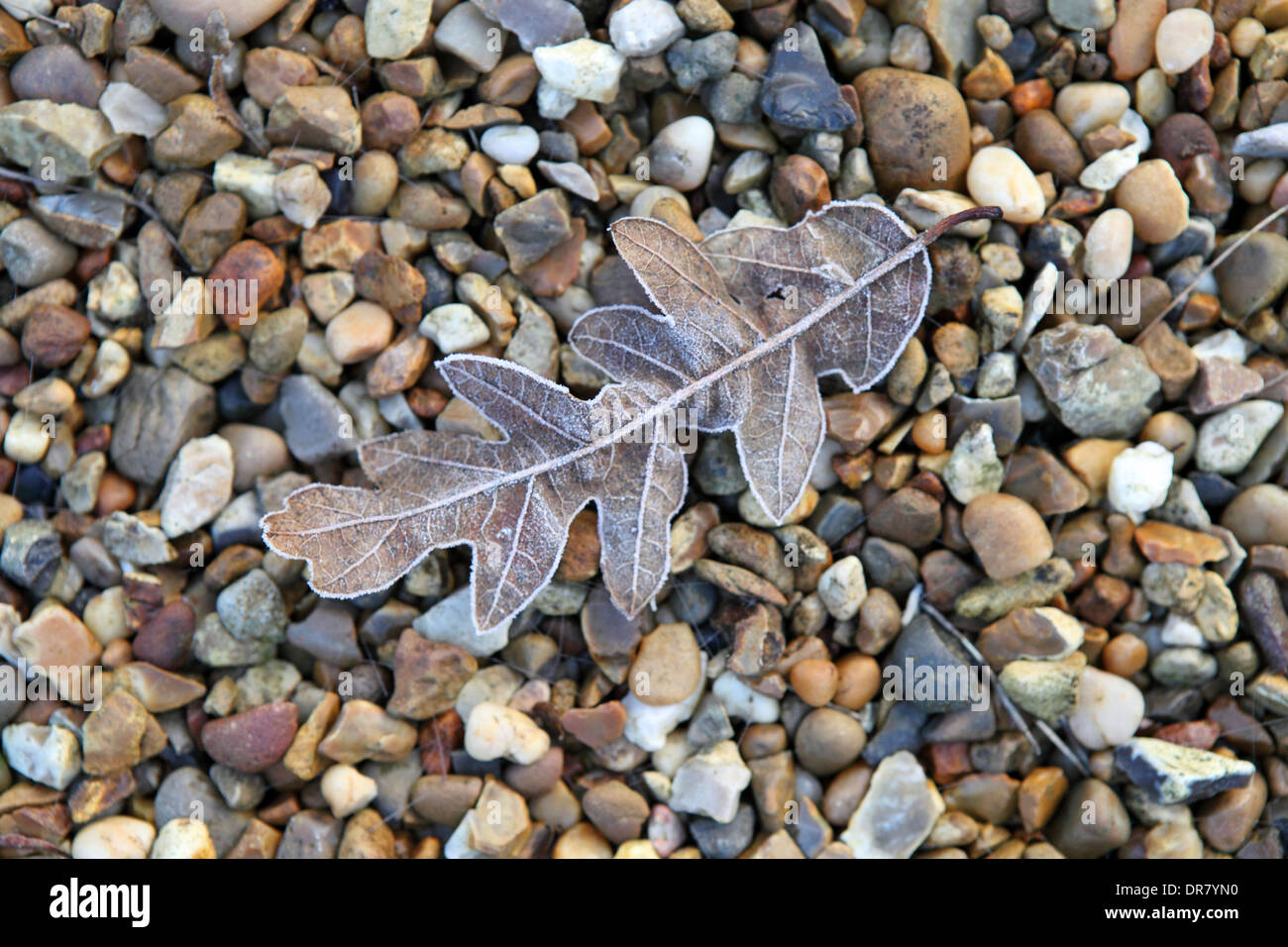 Winter freeze, fallen leaf frozen on gravel, shingle beach. Aldeburgh, Suffolk, UK Stock Photo