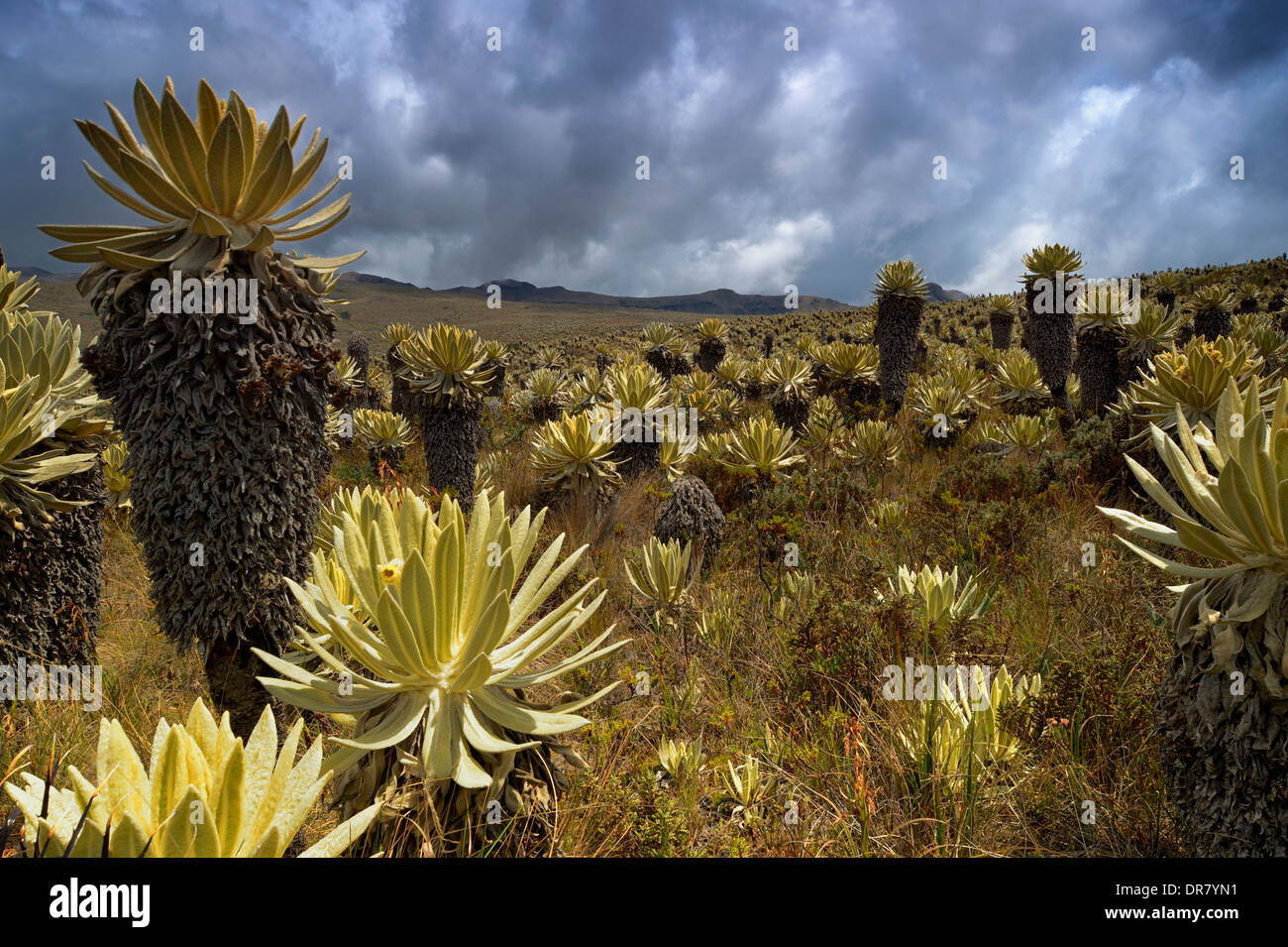 Frailejón or Fraylejón (Espeletia pycnophylla) plants in the páramo landscape, Guandera, Imbabura, Ecuador Stock Photo