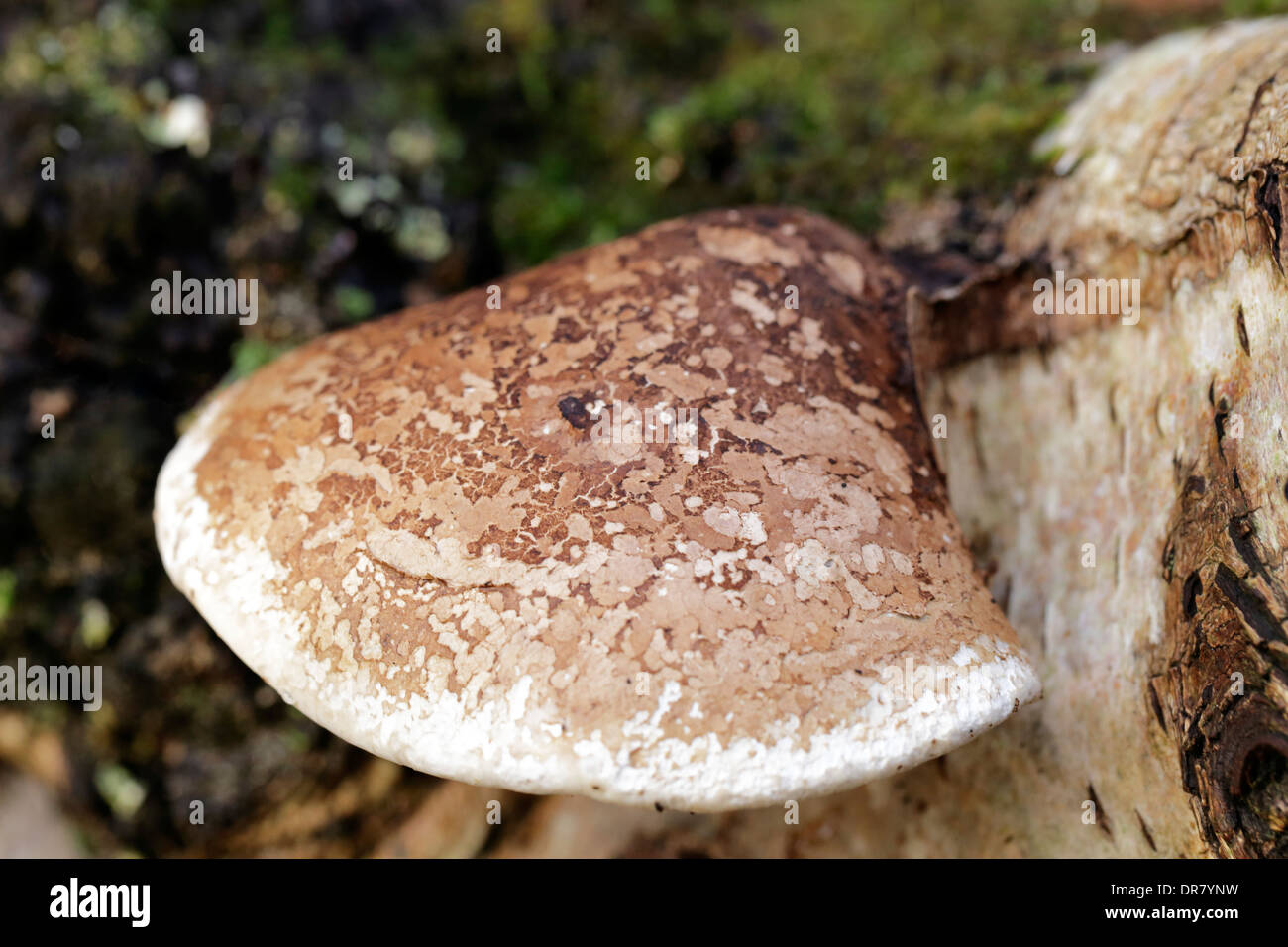 A Birch Polypore, also known as the Razor Strop fungus, growing on the