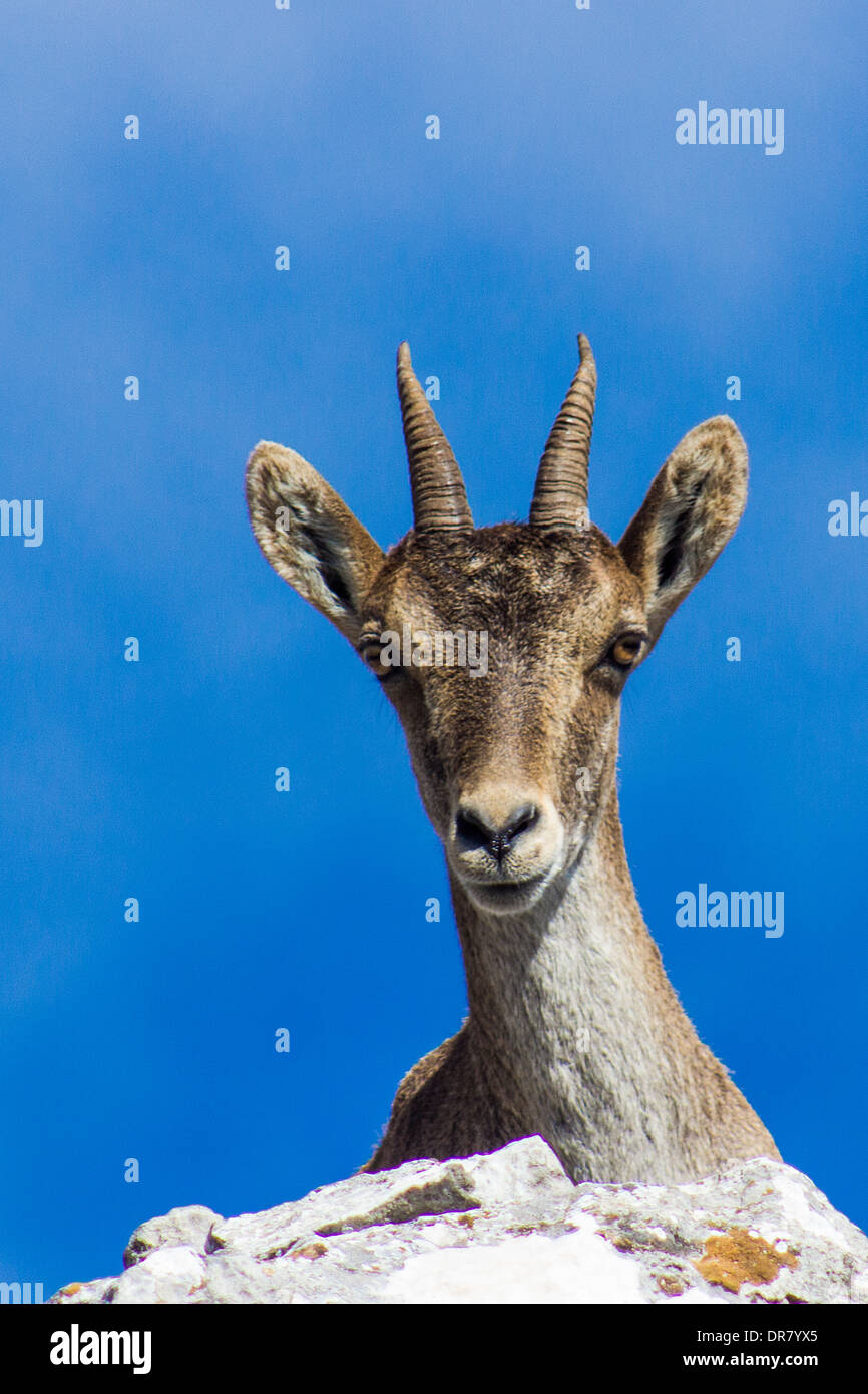 Ibex (Capra pyrenaica hispanica) is a wild mammal that lives in the crags in the south of Spain Stock Photo
