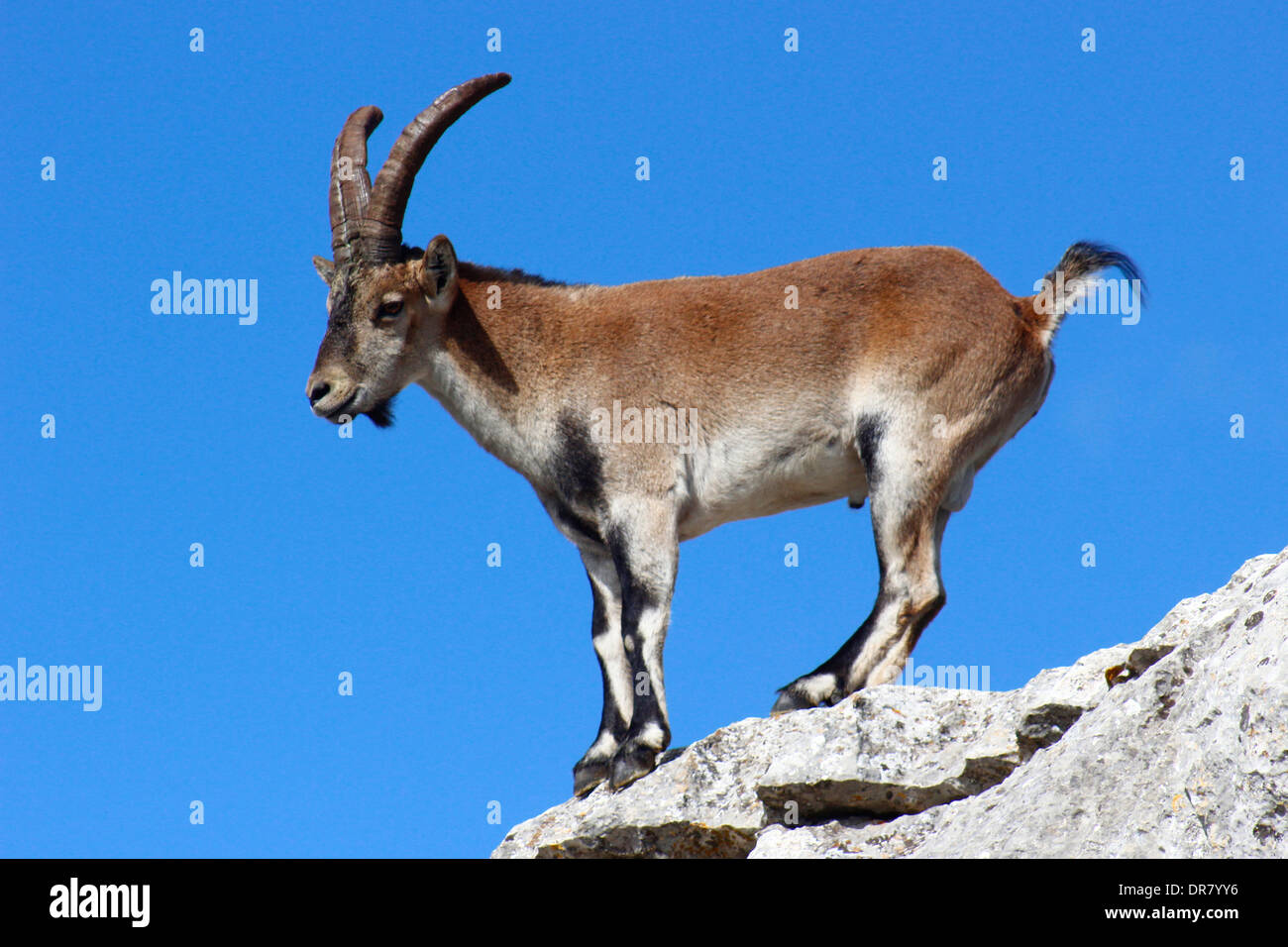 Ibex (Capra pyrenaica hispanica) is a wild mammal that lives in the crags in the south of Spain Stock Photo