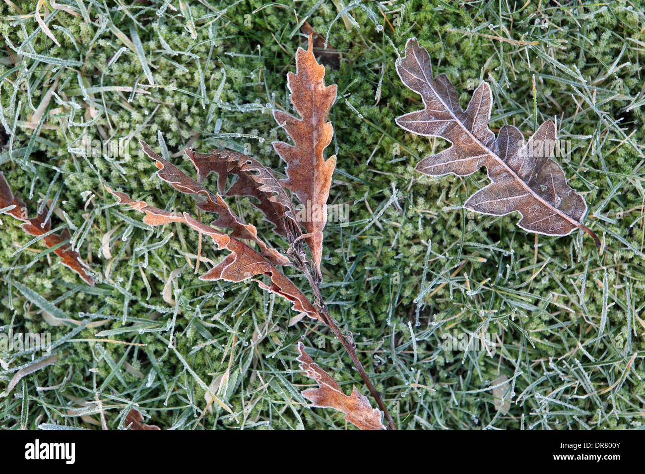 Frozen leaf, leaves, frost, frosty, cold autumn autumnal season. Stock Photo