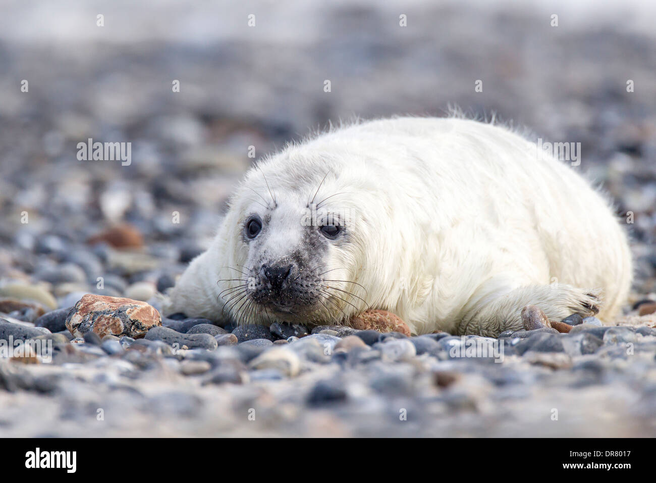 Grey Seal (Halichoerus grypus), newborn pup, Heligoland-Düne, Heligoland, Schleswig-Holstein, Germany Stock Photo