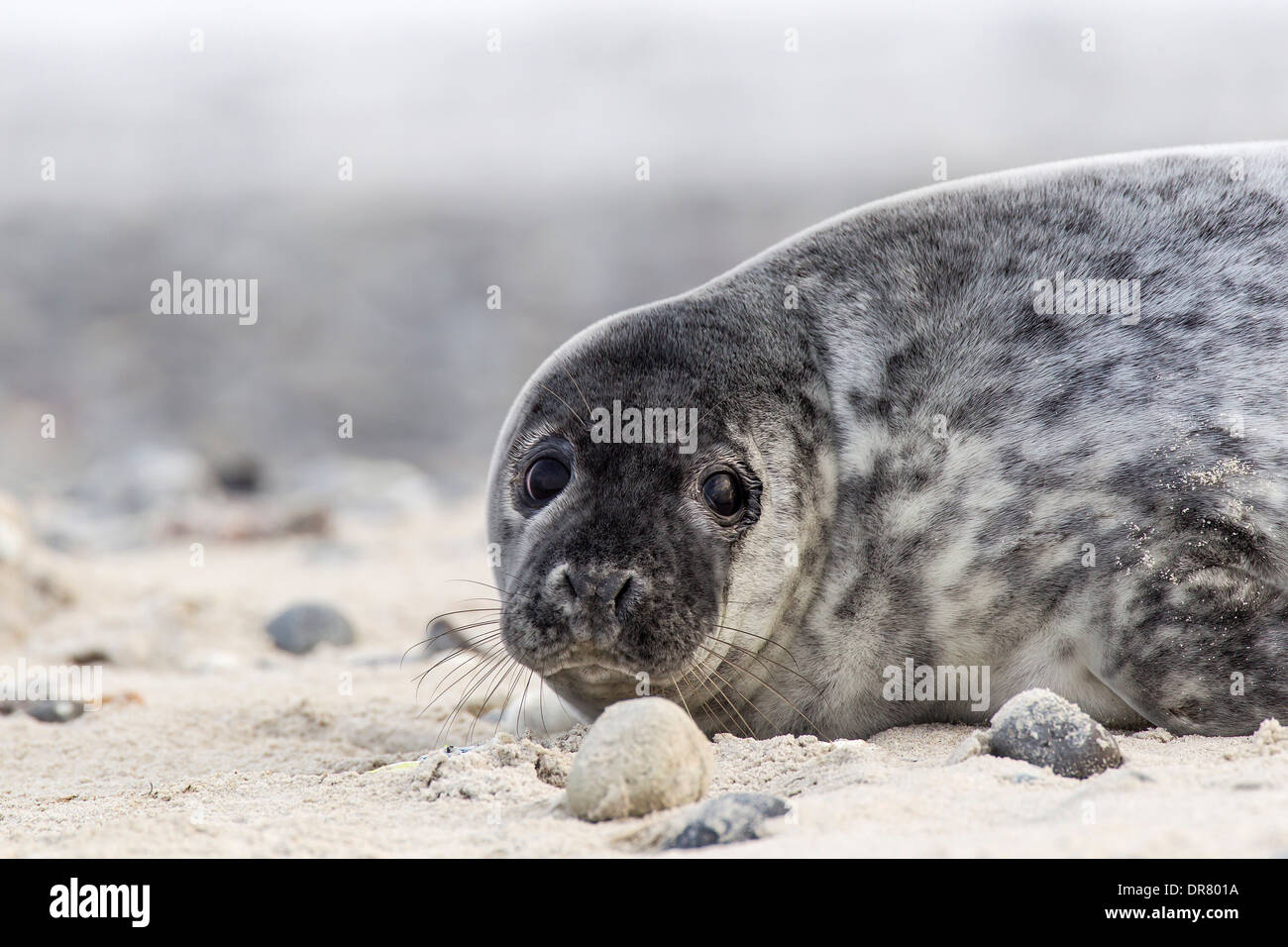 Grey Seal (Halichoerus grypus), Heligoland-Düne, Heligoland, Schleswig-Holstein, Germany Stock Photo