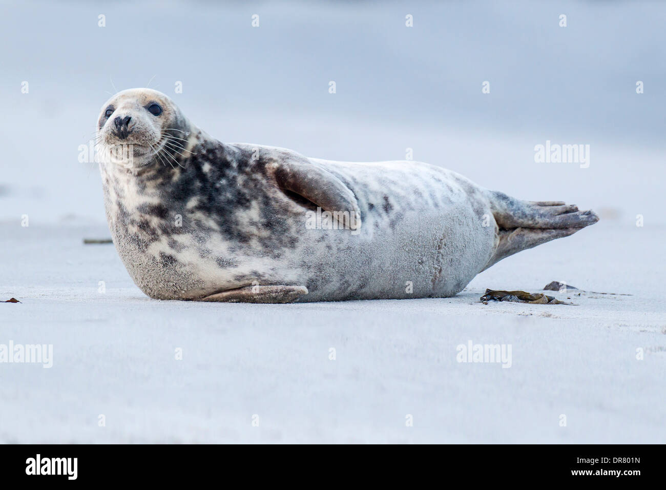 Grey Seal (Halichoerus grypus), Heligoland-Düne, Heligoland, Schleswig-Holstein, Germany Stock Photo