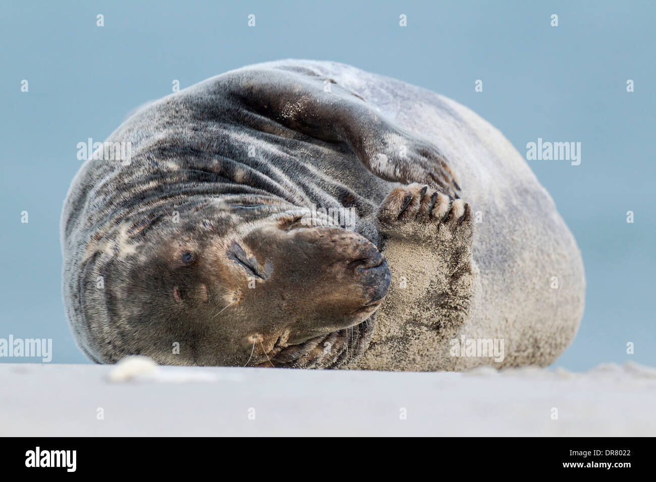 Grey Seal (Halichoerus grypus), male in a sandstorm, Heligoland-Düne, Heligoland, Schleswig-Holstein, Germany Stock Photo