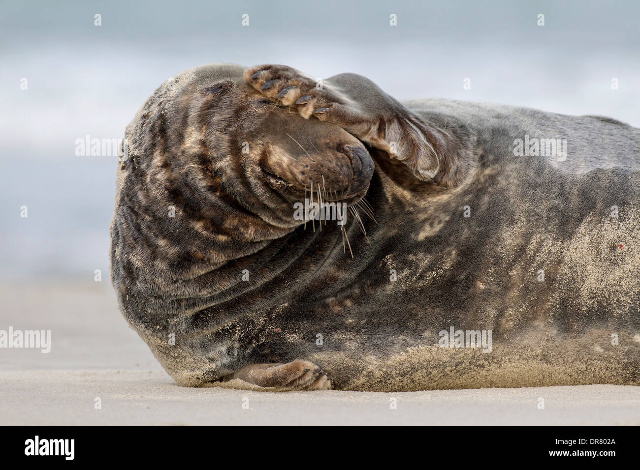 Grey Seal (Halichoerus grypus), male, Heligoland-Düne, Heligoland, Schleswig-Holstein, Germany Stock Photo