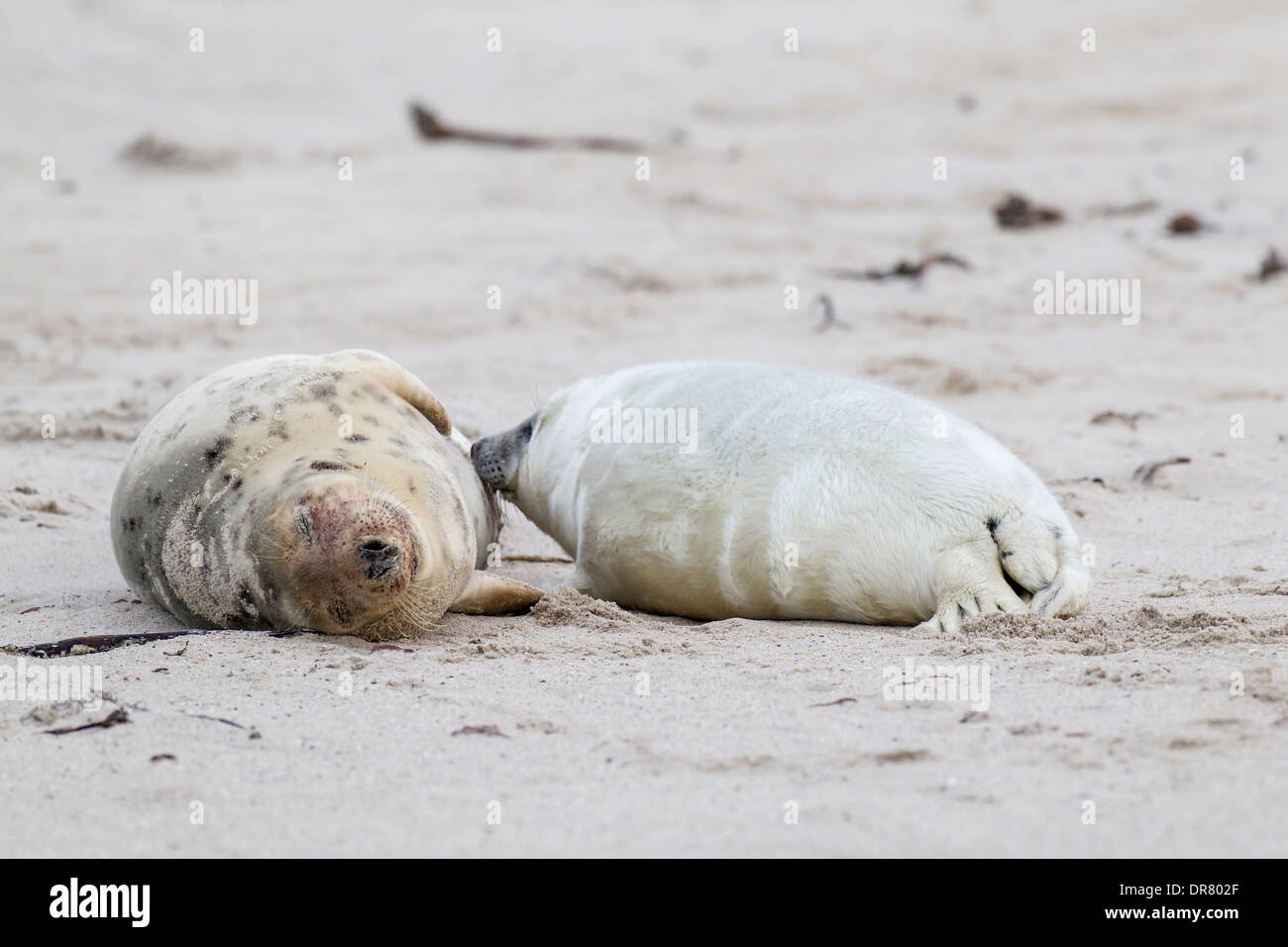 Grey Seal (Halichoerus grypus) female suckling seal pup, Heligoland-Düne, Heligoland, Schleswig-Holstein, Germany Stock Photo