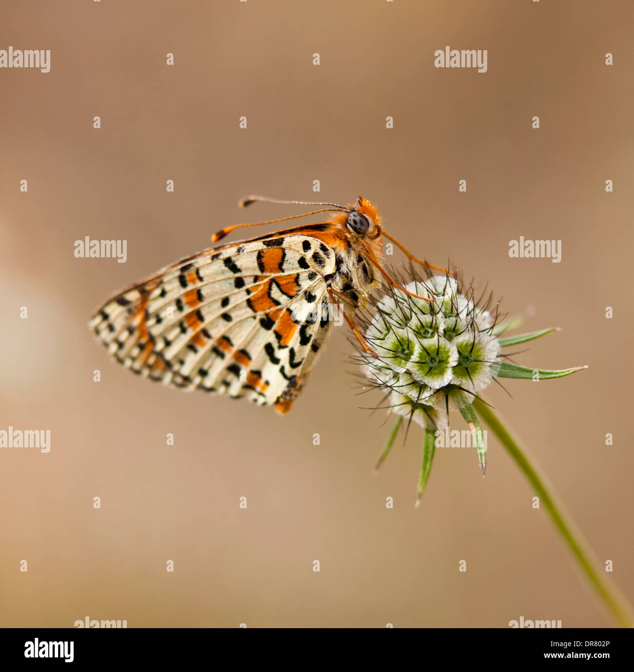Lacewing Butterfly (Cethosia sp.) on a Pincushion Flower (Scabiosa