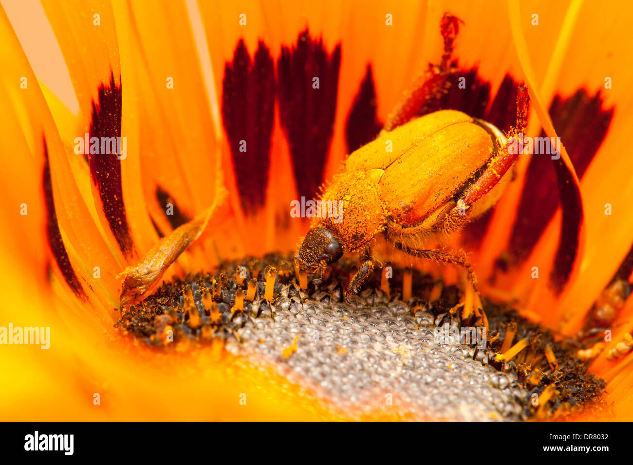 Orange-coloured beetle on an orange Gazania flower, Namaqualand, South Africa Stock Photo