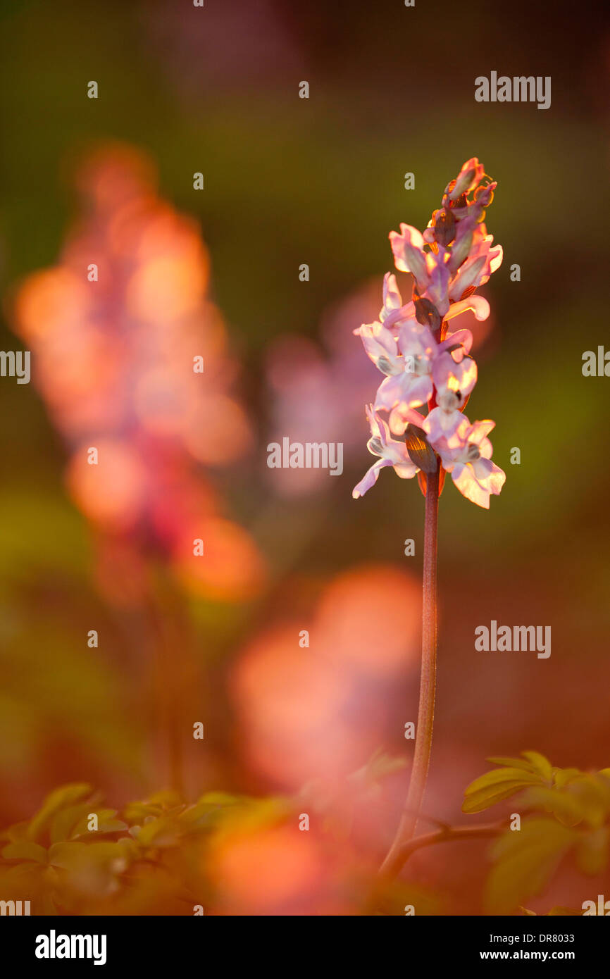 Pink-coloured Hollowroot (Corydalis cava) in the evening light, Garching Heath, Munich, Bavaria, Germany Stock Photo