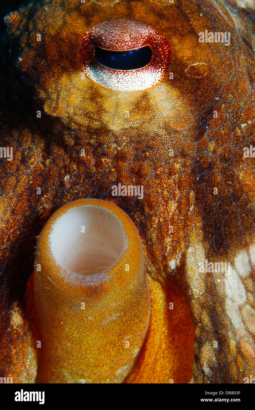 Octopus vulgaris, closeup eye and siphon Stock Photo