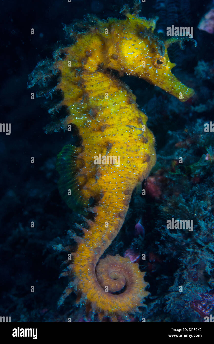 Yellow seahorse (Hippocampus ramulosus) a rare fish very popular in all seas and oceans in the world Stock Photo