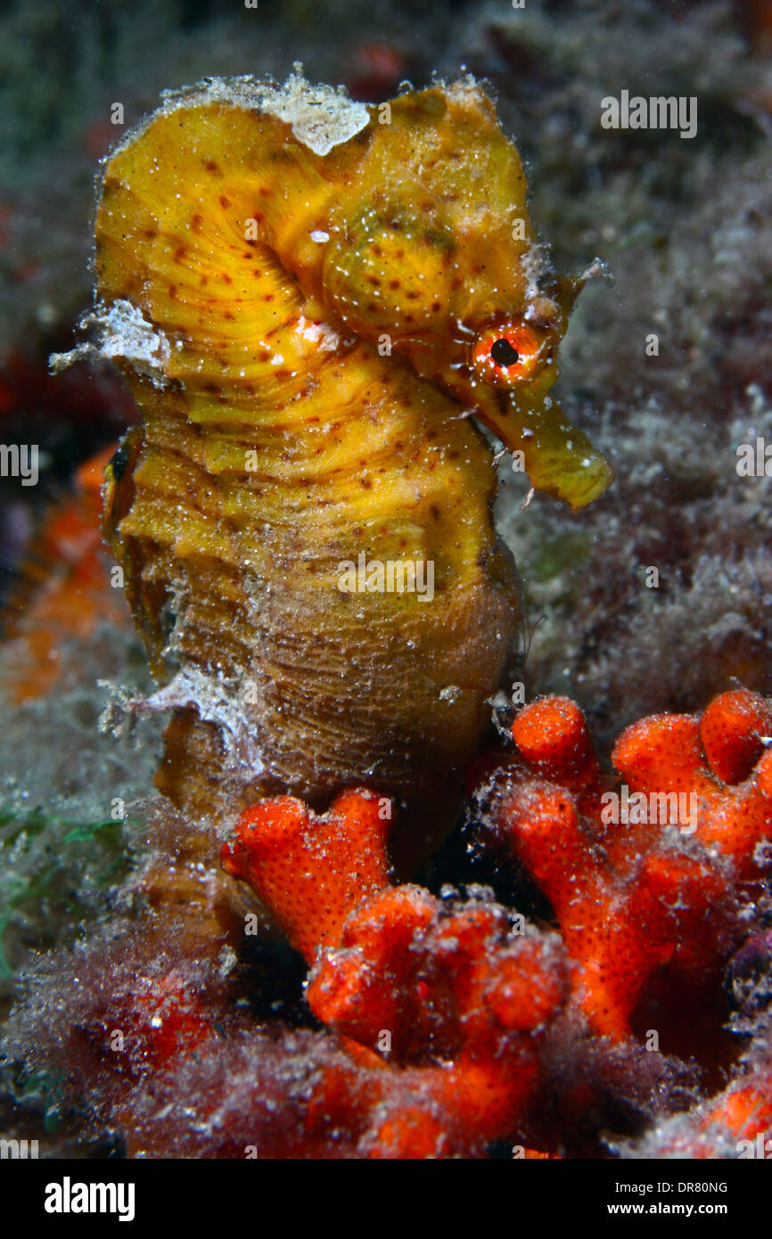 Seahorse (Hippocampus hippocampus) in a red coral Stock Photo