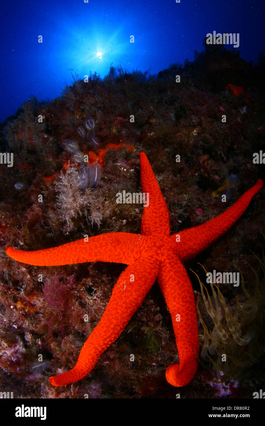 Red starfish is a very beautiful animal in all seas and oceans in the world. Stock Photo