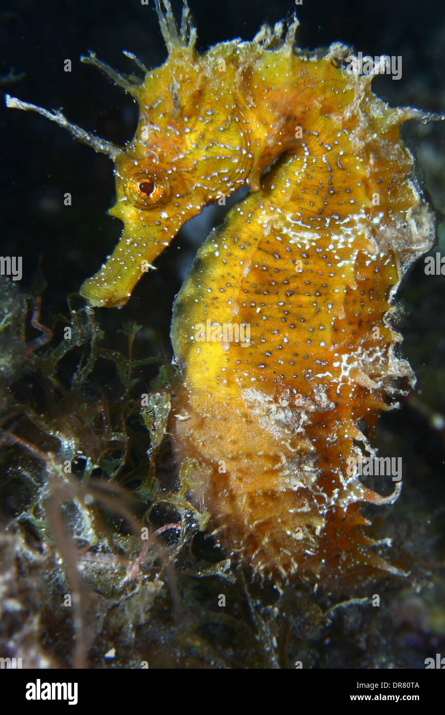 Yellow seahorse (Hippocampus ramulosus) a rare fish very popular in all seas and oceans in the world Stock Photo