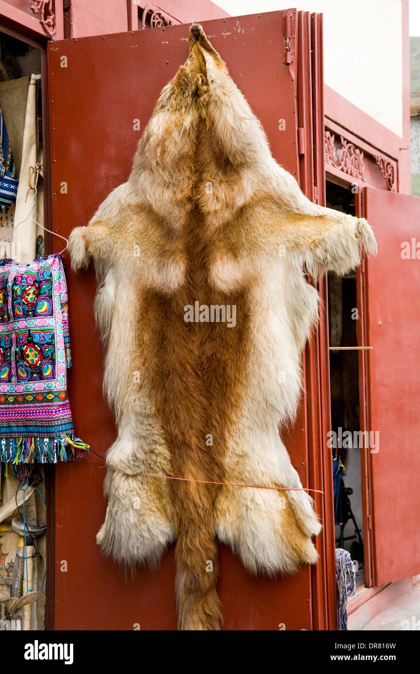 Animal skin / skins of animals (what look like rare endangered animal) for sale in the Chinese market in Songpan, Sichuan, China. (67 Stock Photo - Alamy Animal skin / skins of animals (what look like rare endangered animal) for sale in the Chinese market in Songpan, Sichuan, China. (67 Stock Photo - Alamy