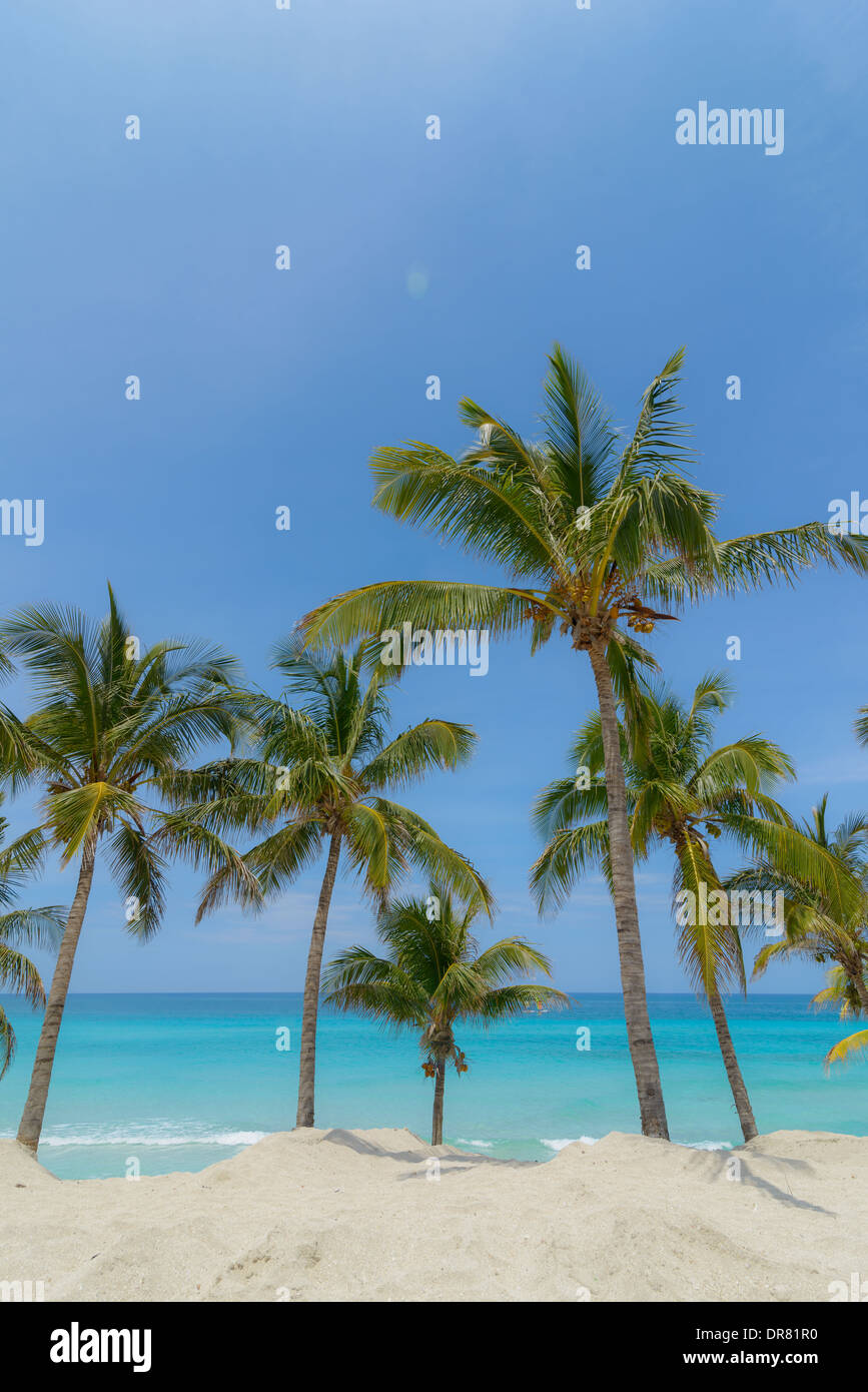 Karibik Strand mit Palmen, Caribbean beach with palms Stock Photo