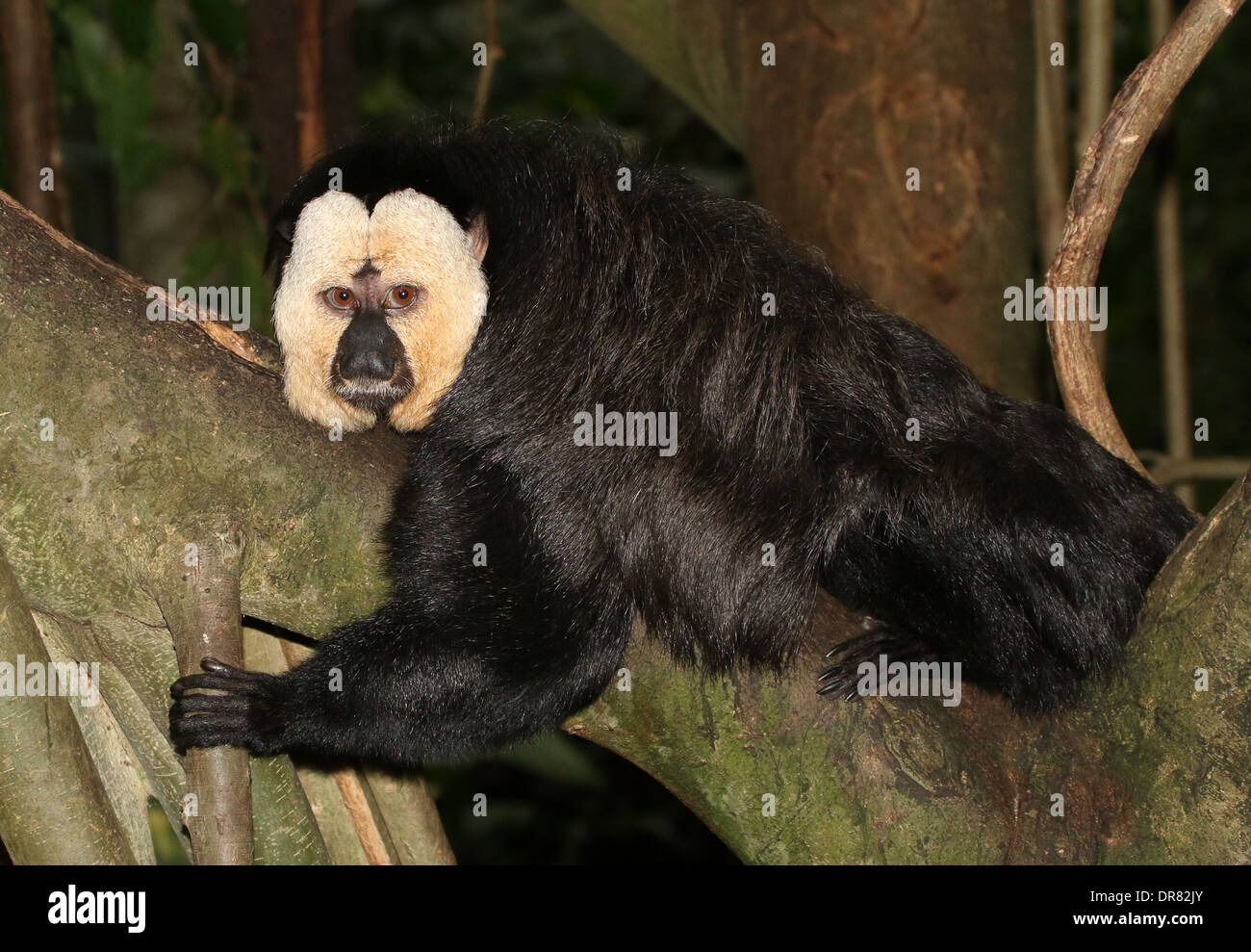 Witkopsaki hi-res stock photography and images - Alamy