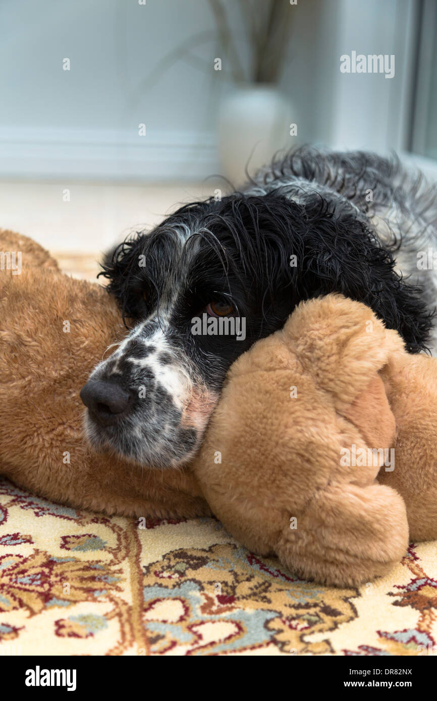 Springer Spaniel; Resting on Soft Toy; UK Stock Photo