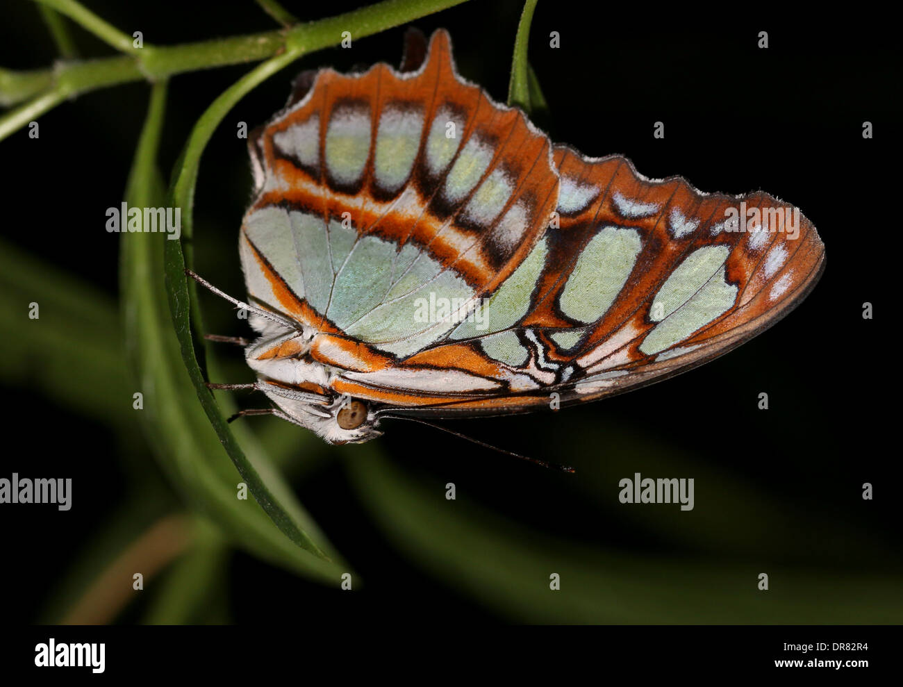 Malachite butterfly (Siproeta stelenes) close-up Stock Photo
