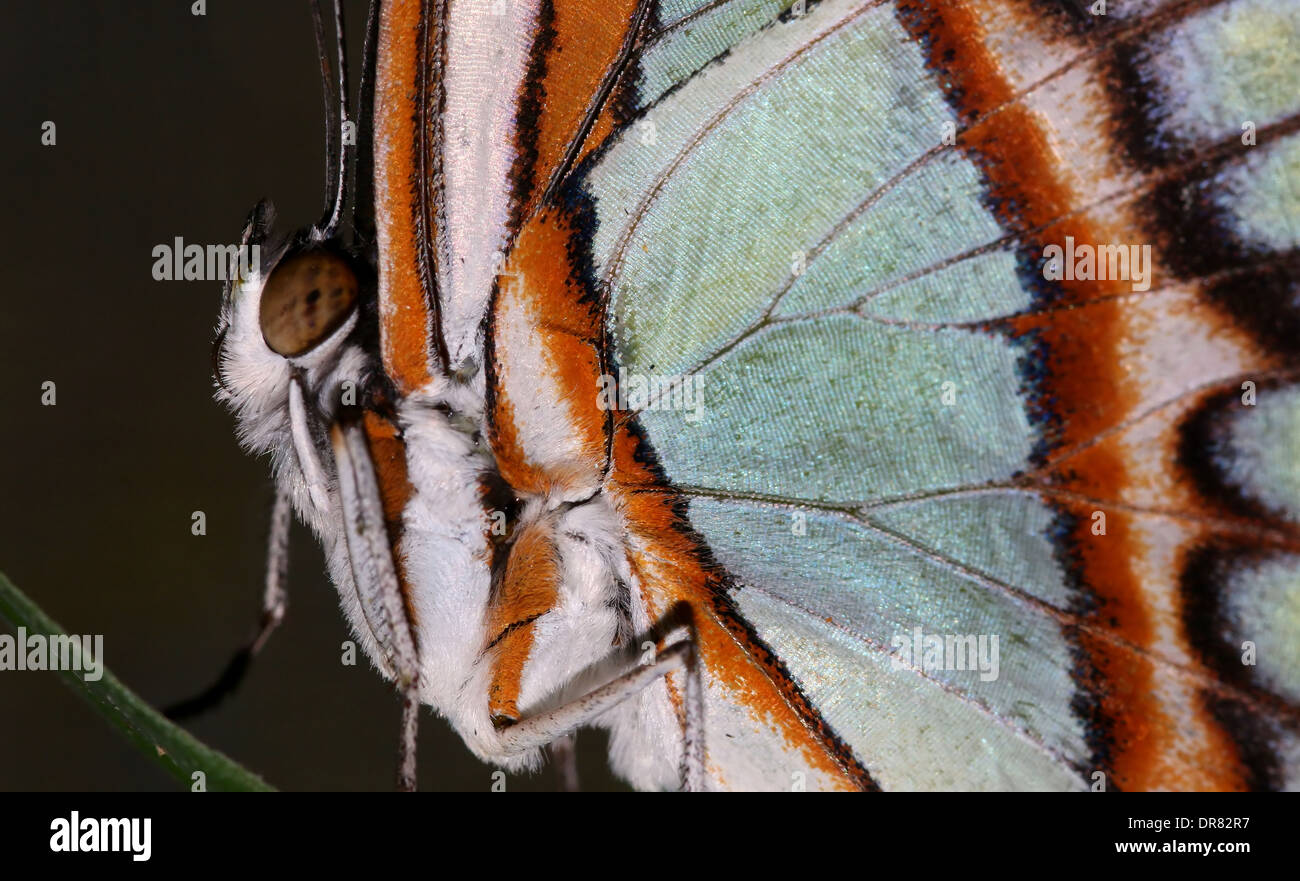 Malachite butterfly (Siproeta stelenes) extreme close-up of head and body Stock Photo
