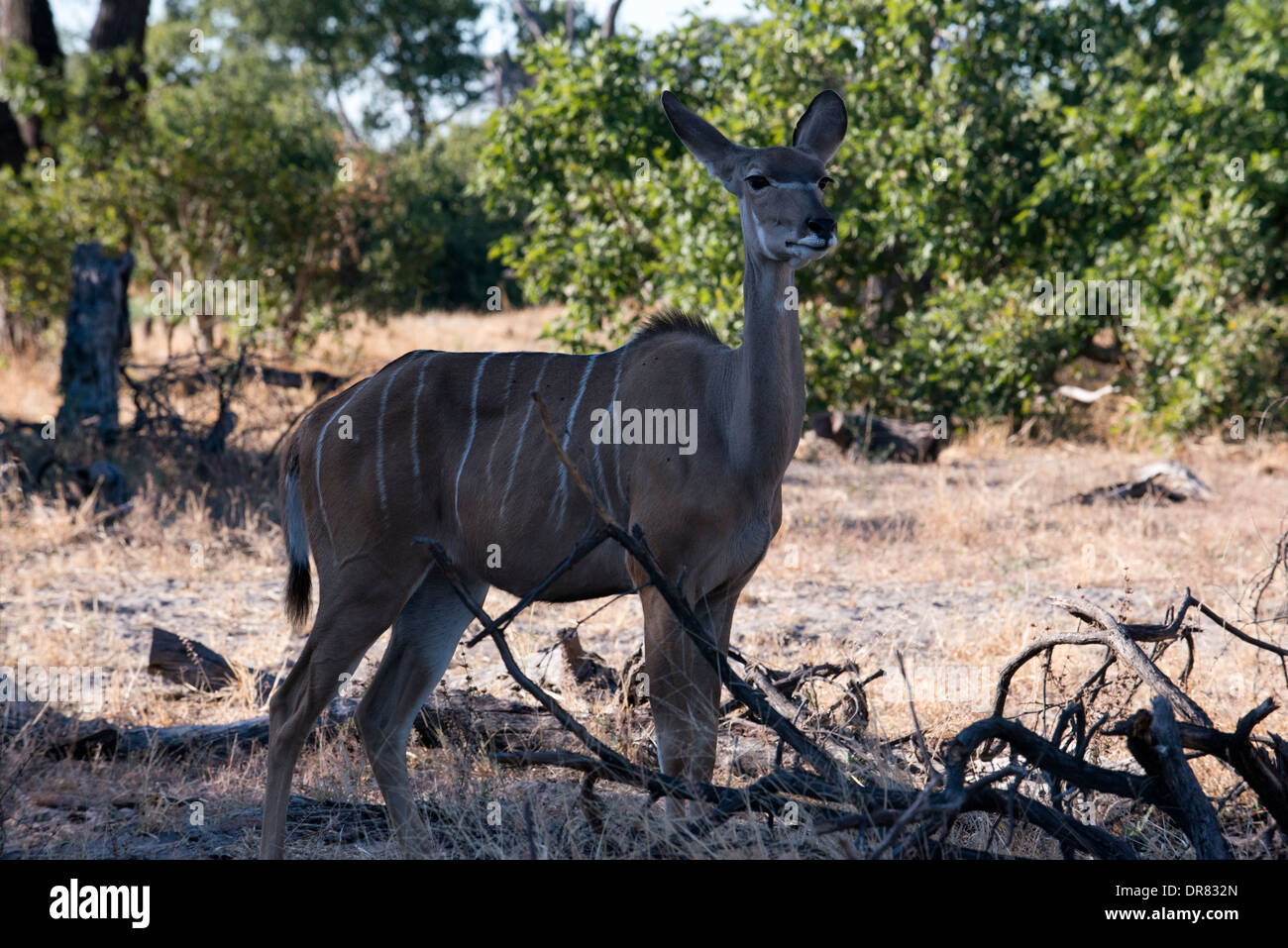 Gazelle jumping hi-res stock photography and images - Alamy