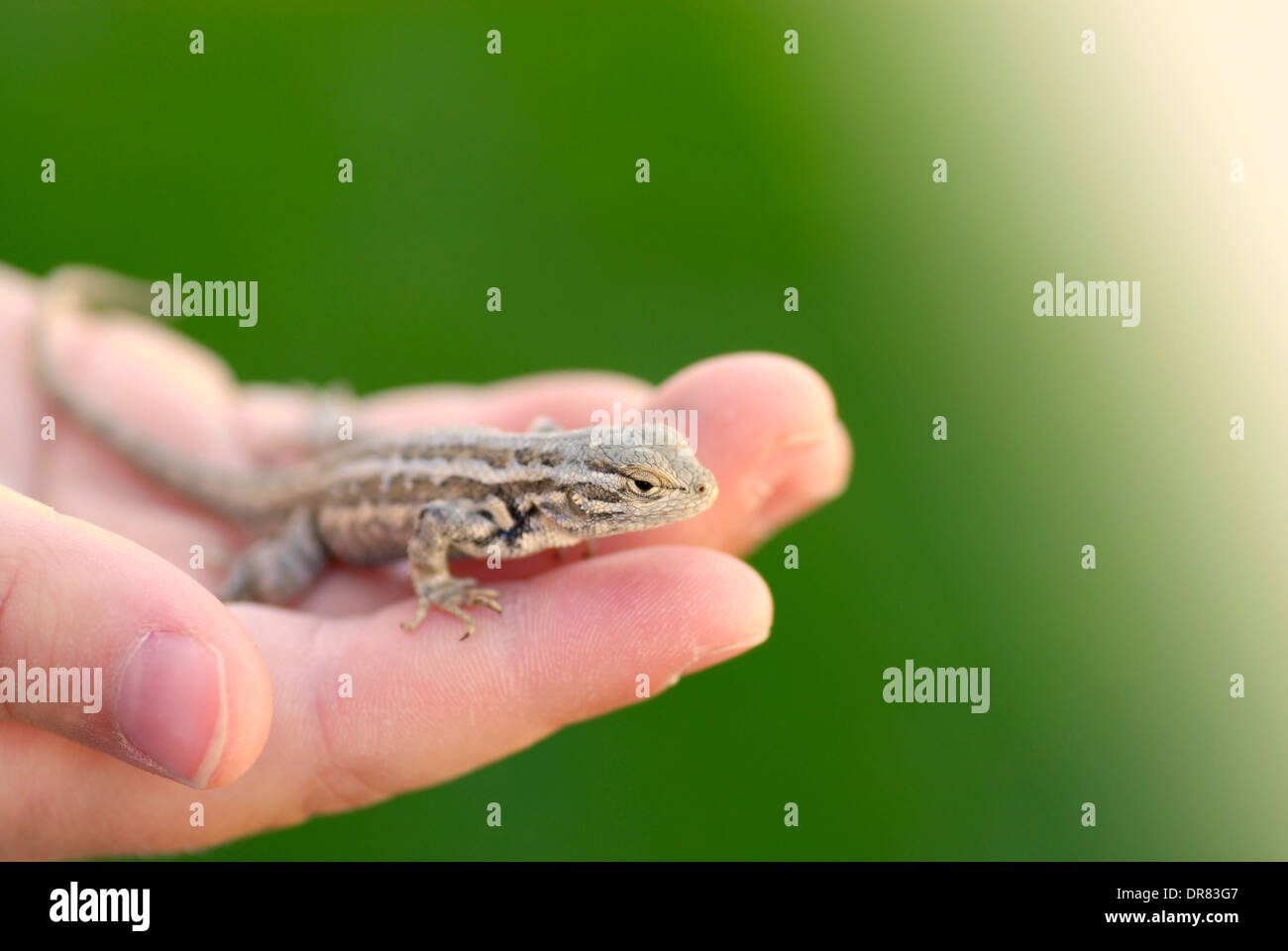 Child's hand holding a lizard with green background Stock Photo