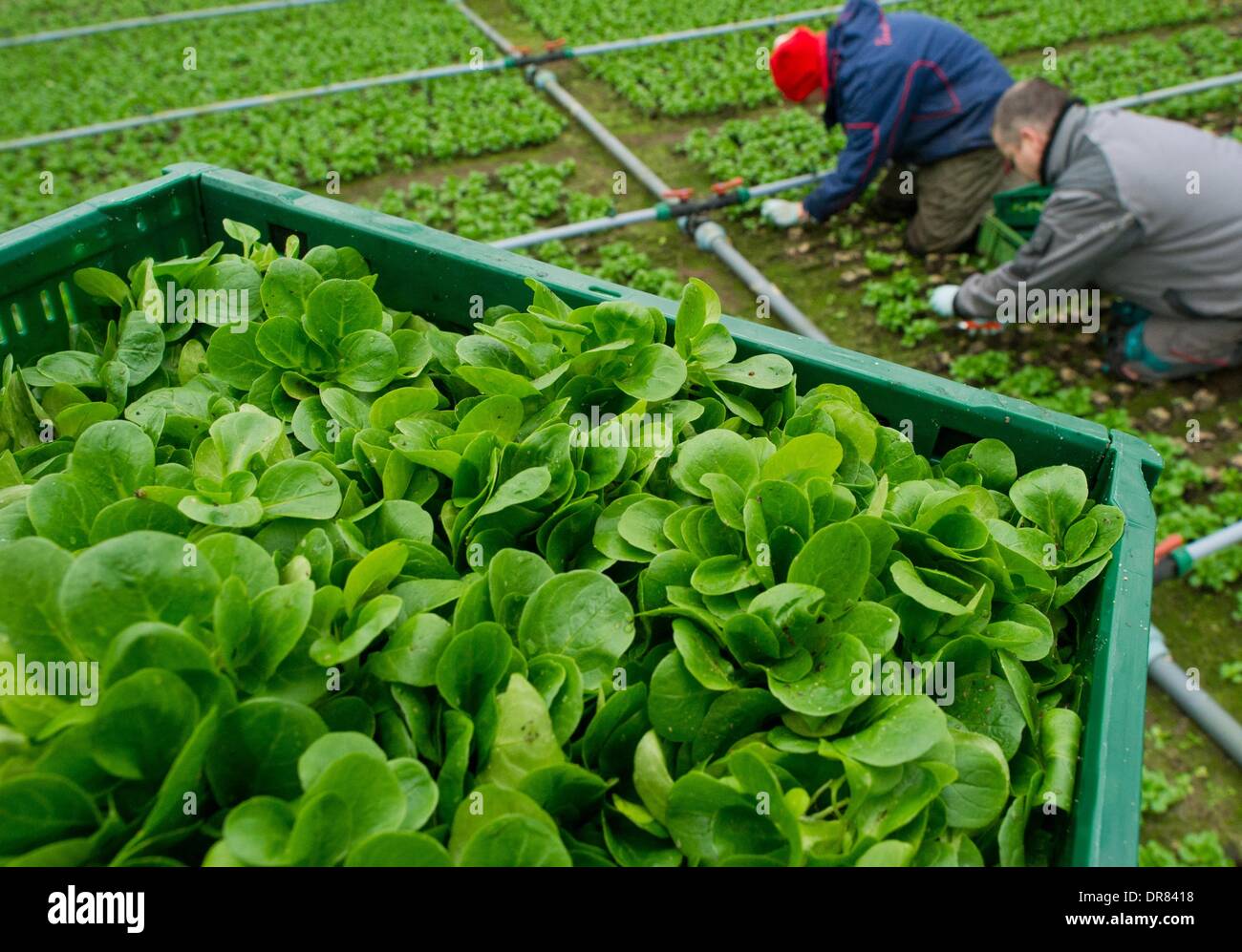 Lambs Lettuce Greenhouse High Resolution Stock Photography And Images lambs-lettuce-greenhouse-high-resolution-stock-photography-and-images