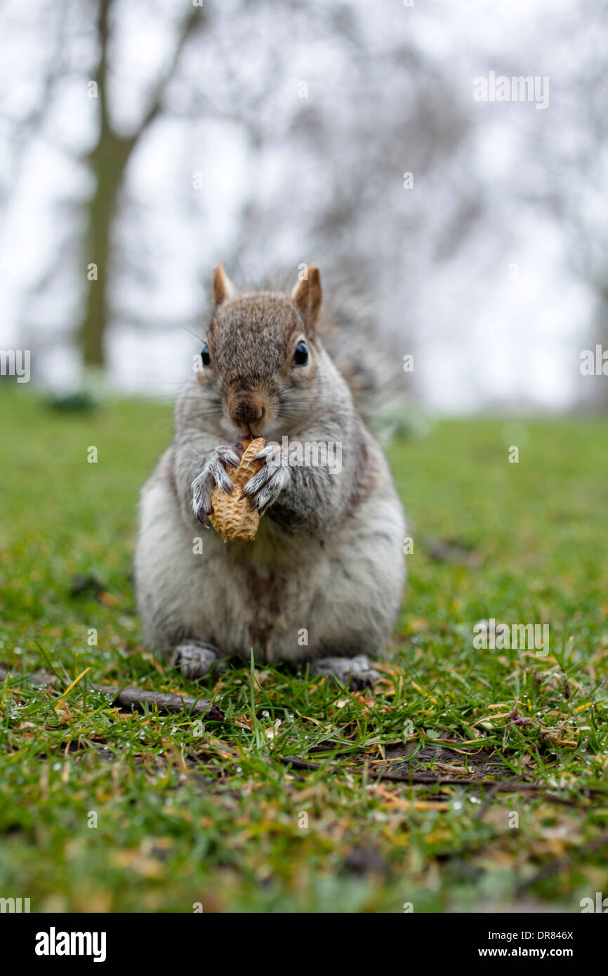 Gray squirrel eating peanuts in St James Park in London Stock Photo Alamy