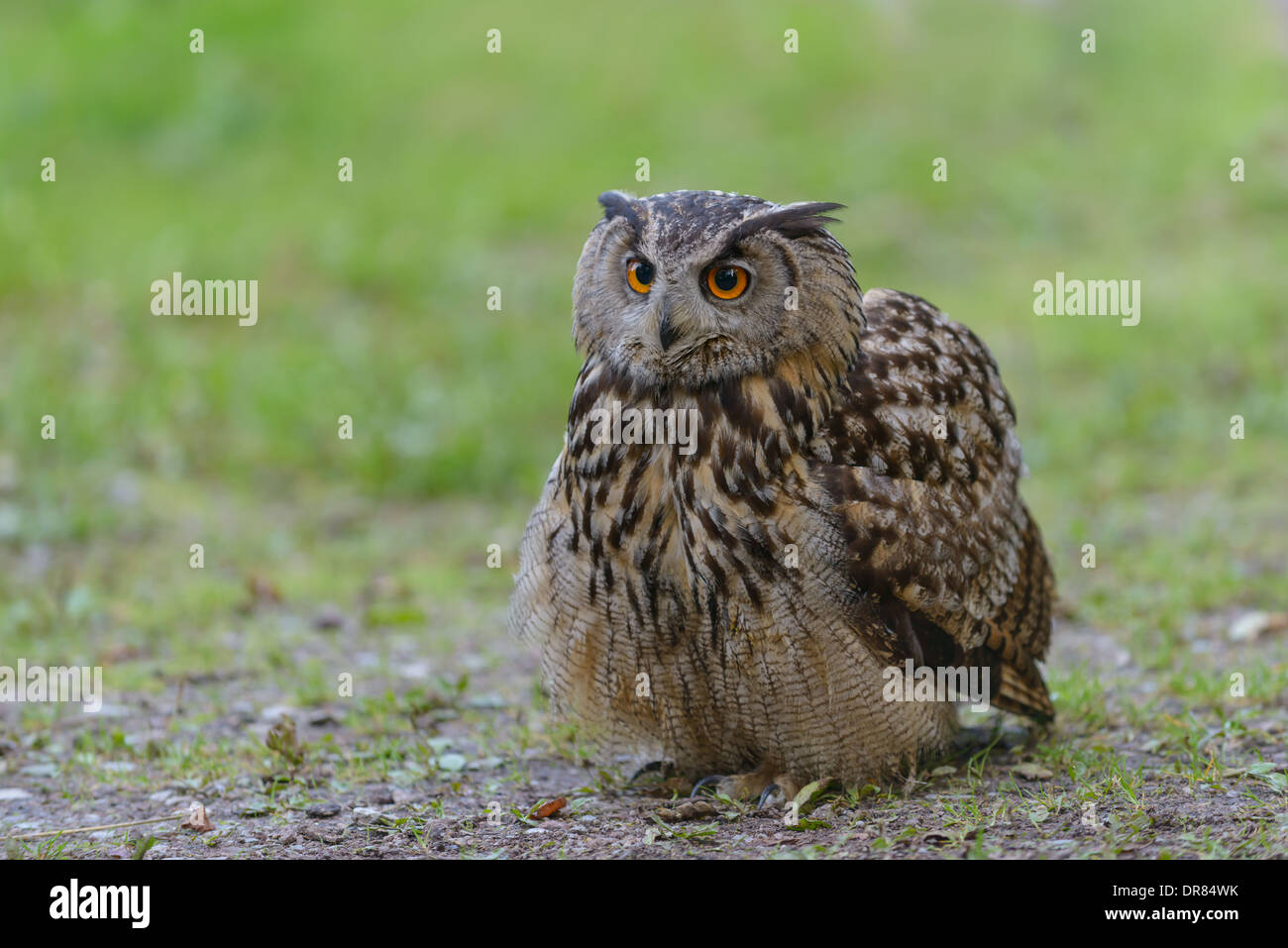Uhu, Bubo bubo, European eagle owl Stock Photo