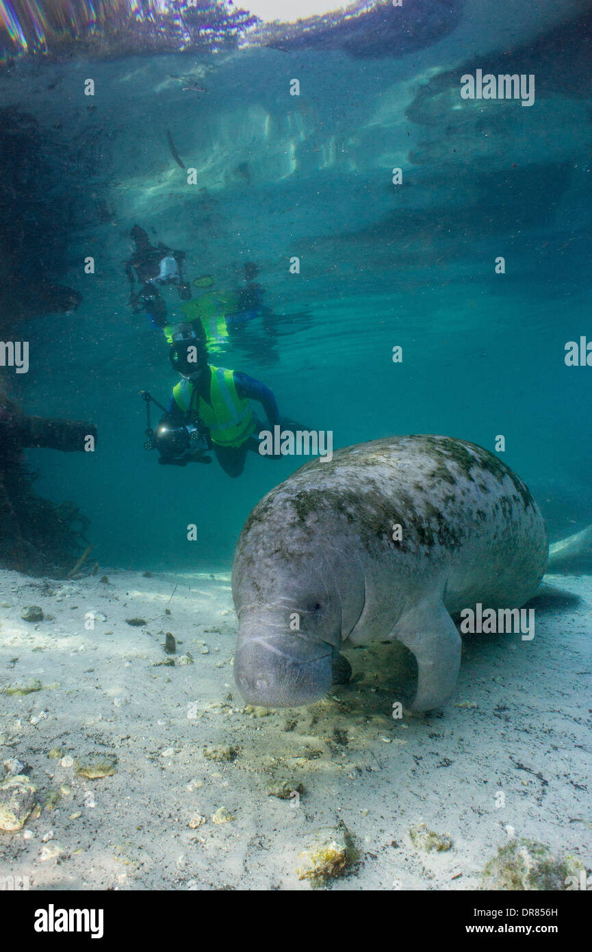 Florida manatee resting on bottom of the Crystal River. Stock Photo