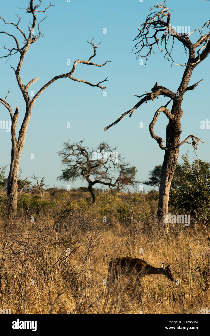 Gazelle jumping hi-res stock photography and images - Alamy