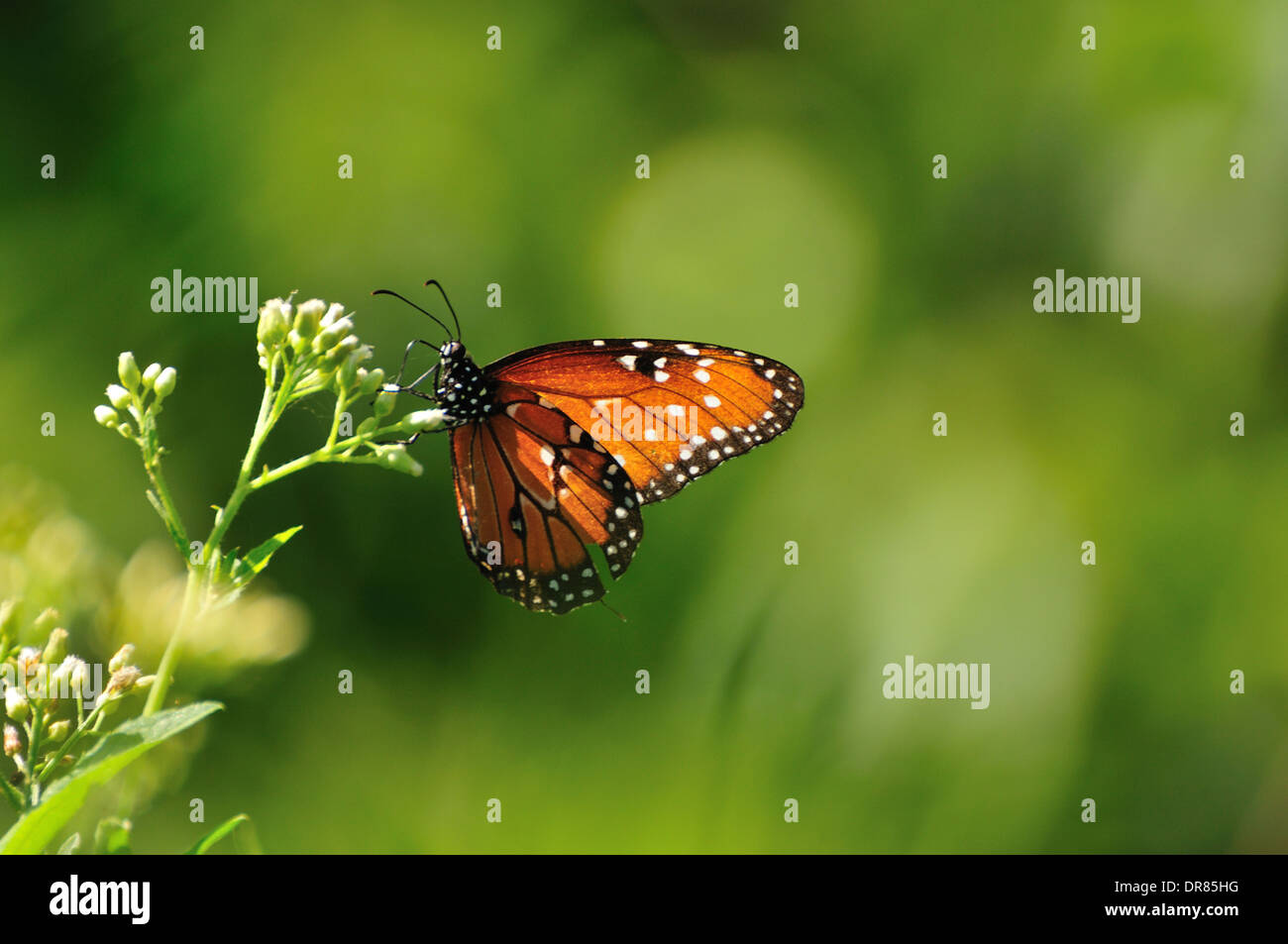 Brazilian butterfly Stock Photo