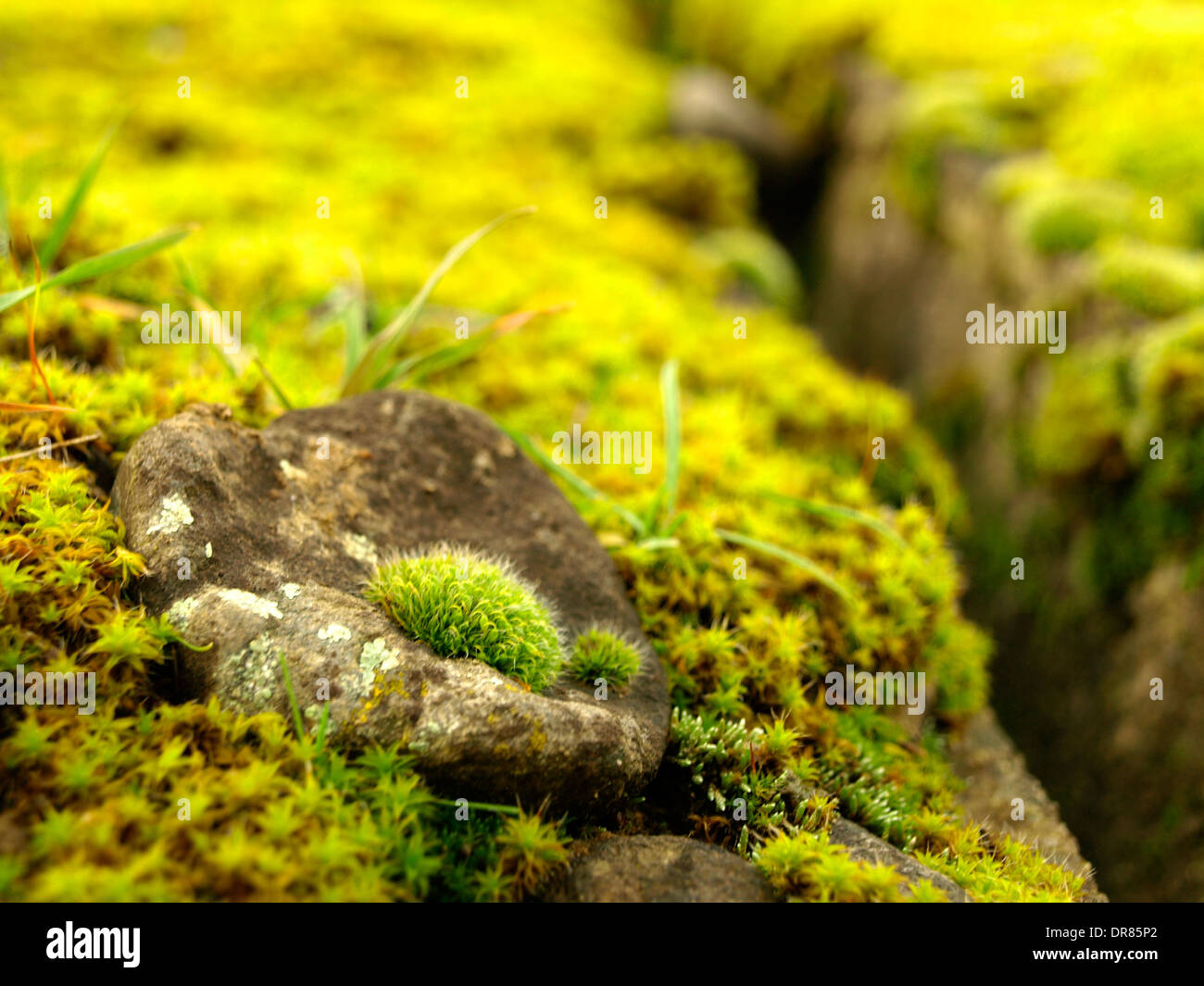 moss landcape, microcosmos, moss garden, gap Stock Photo
