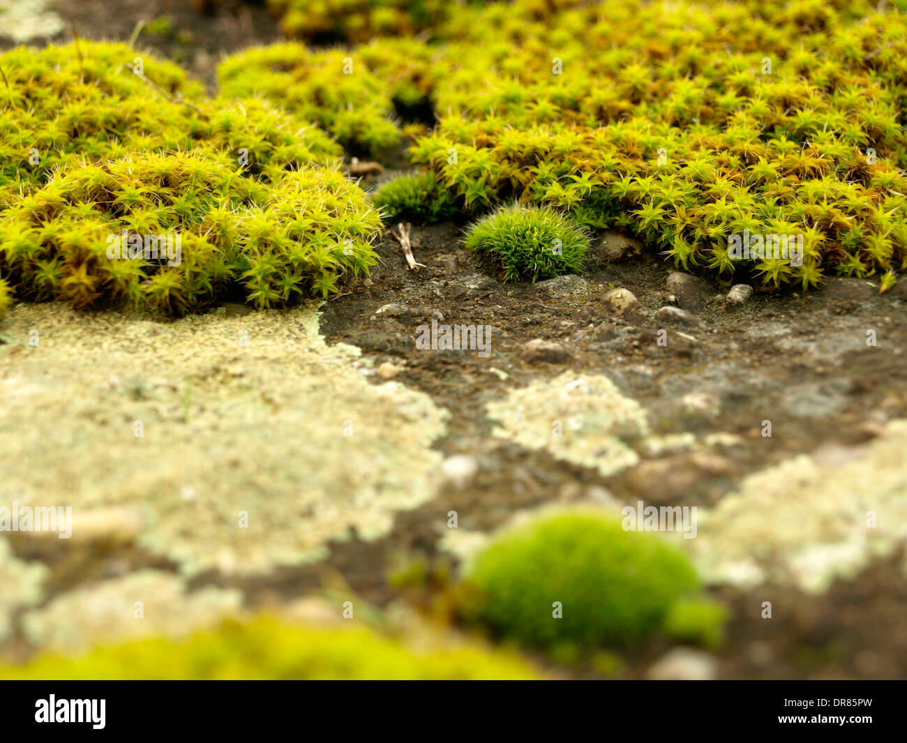 moss landcape, microcosmos, moss garden Stock Photo
