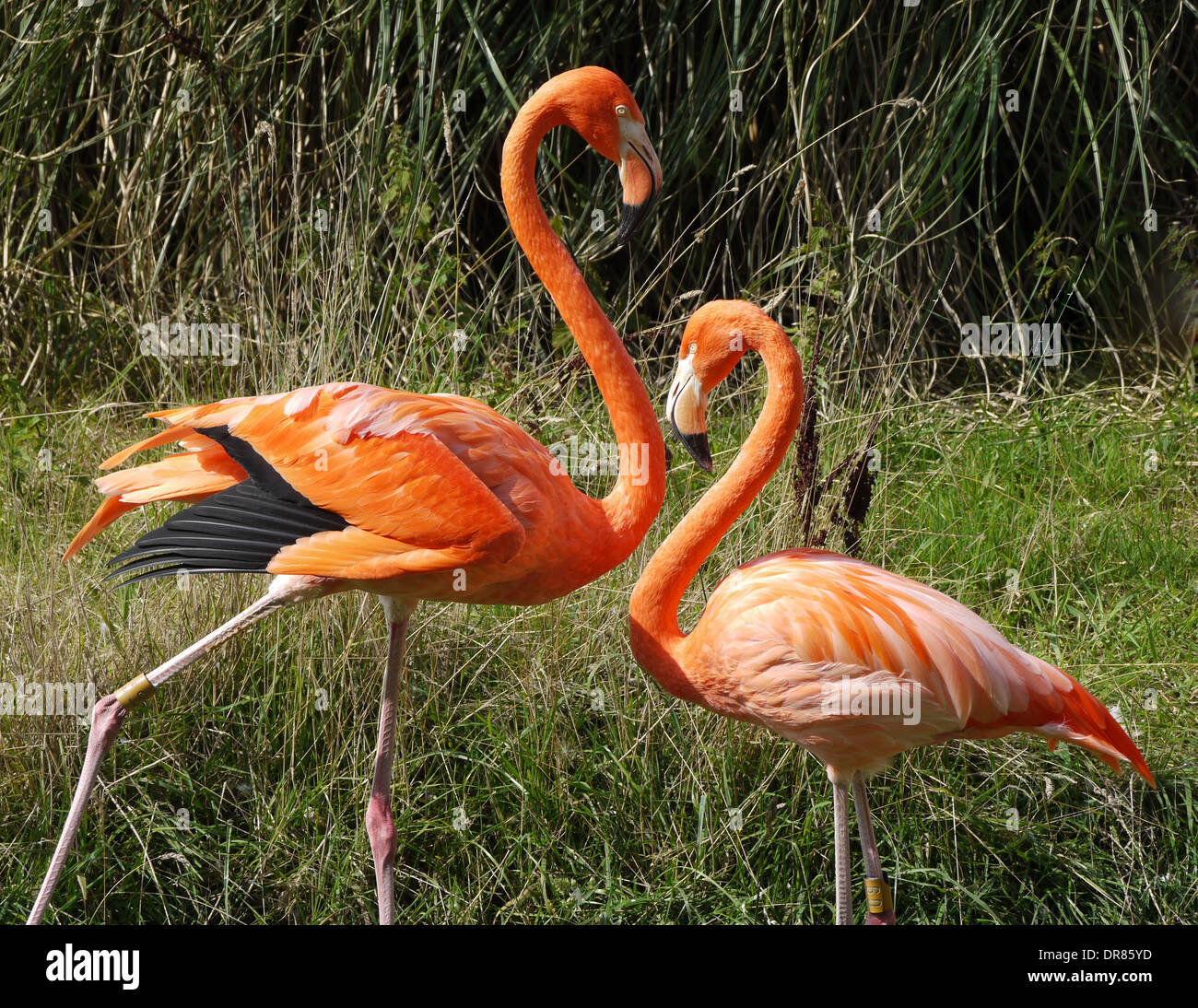 Two Flamingos Standing On Grass Stock Photo