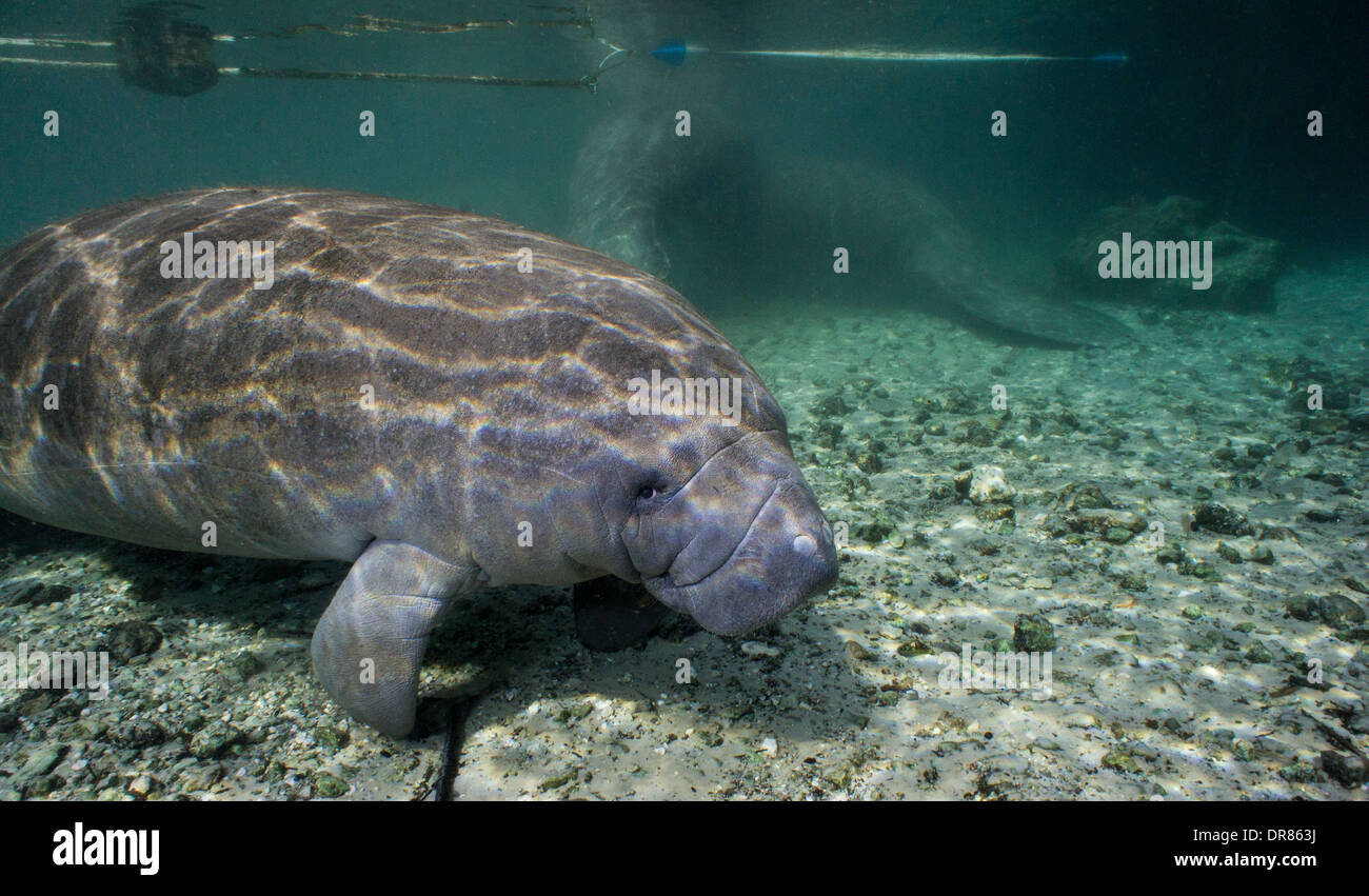 Underwater view of Florida manatee. Stock Photo