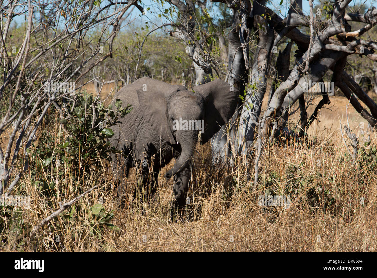 A copy of adult elephant walks near Savute Elephant Camp by Orient Express in Botswna in Chobe National Park. Stock Photo