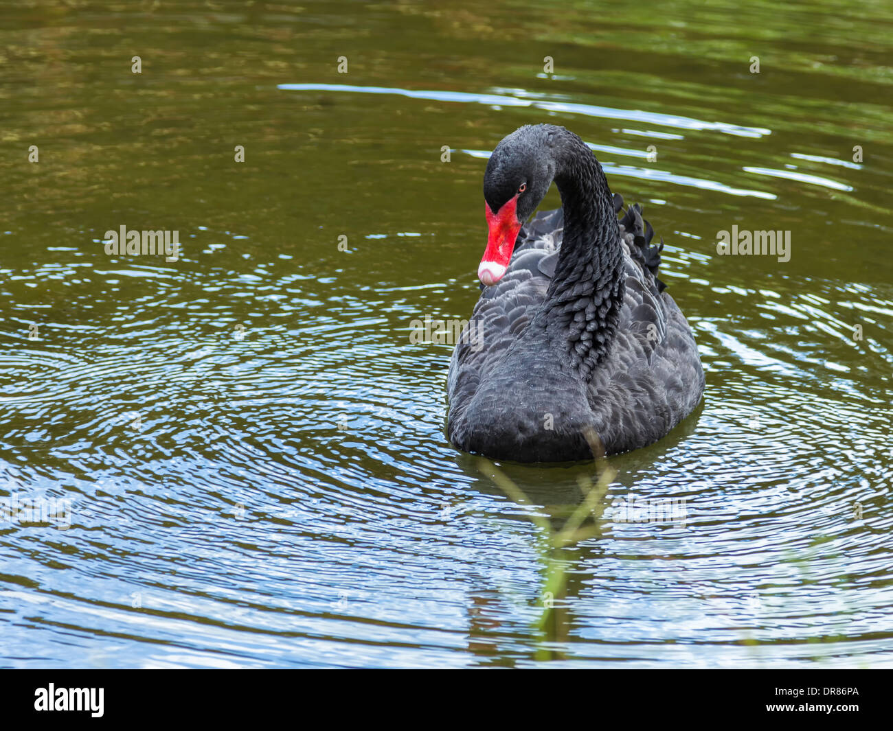 Beautiful black swan swimming in a lake Stock Photo - Alamy
