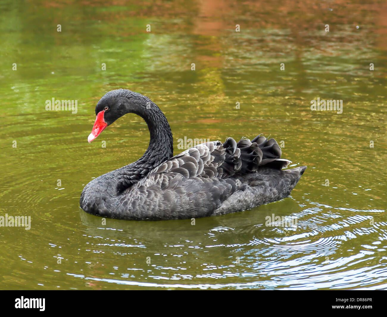 Beautiful black swan swimming in a lake Stock Photo - Alamy