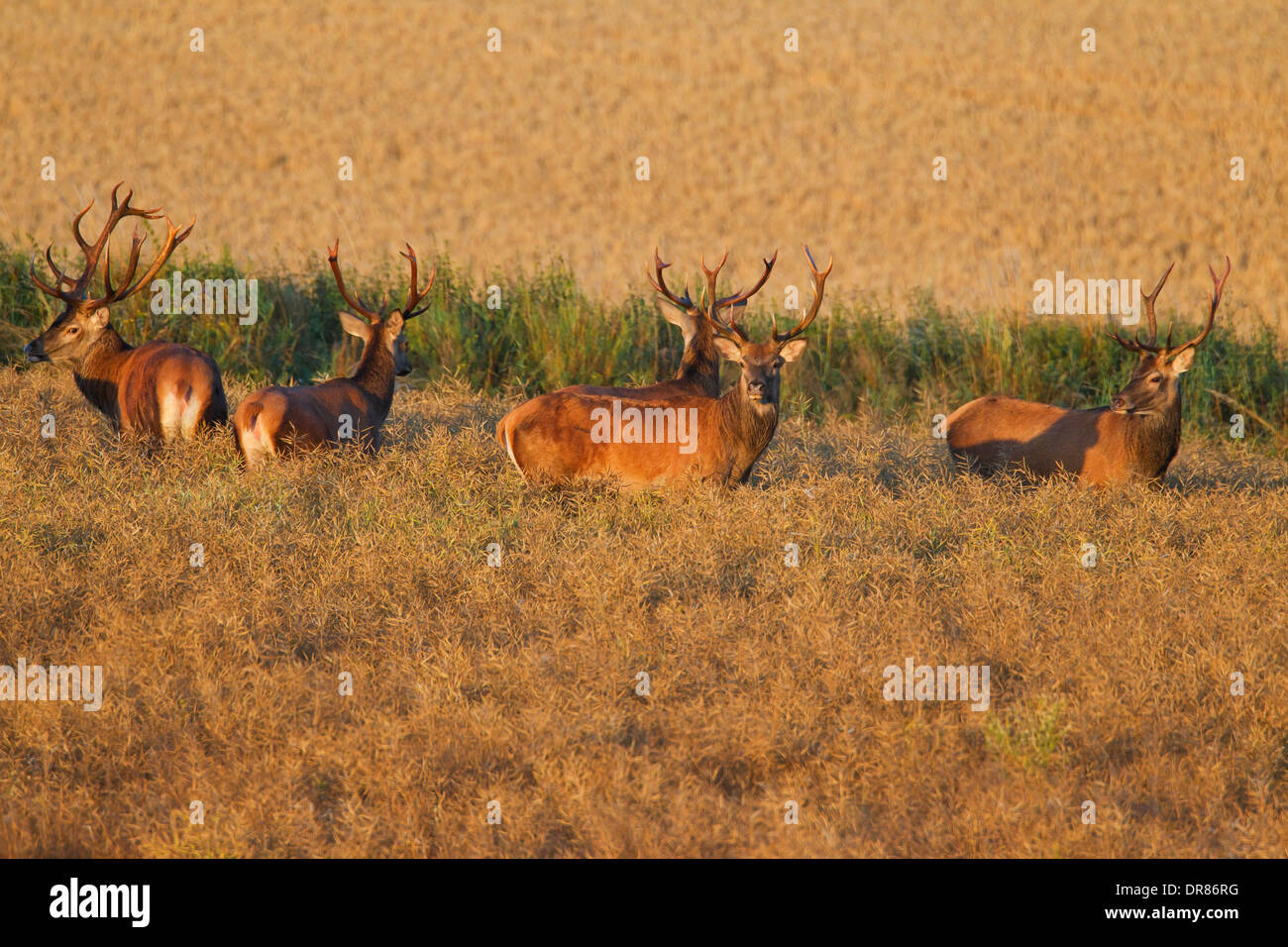 Herd of red deer (Cervus elaphus) stags traversing field in summer Stock Photo